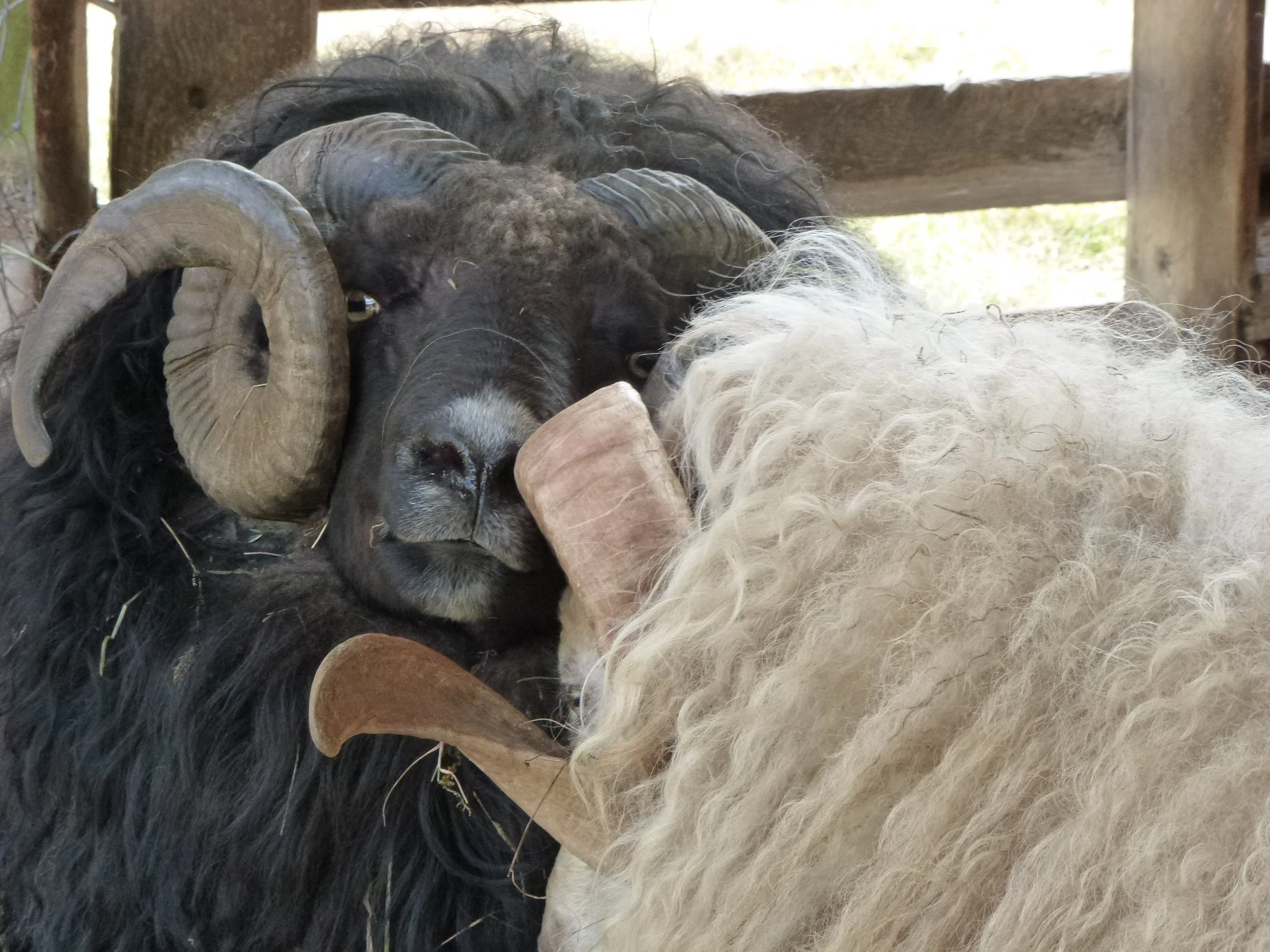 Tideview_rams - j Hutchins.JPG
