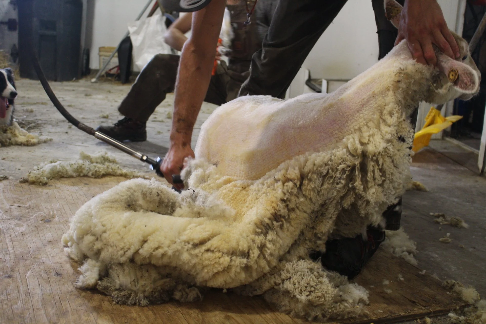 Shearing - Olivia Valentini.JPG