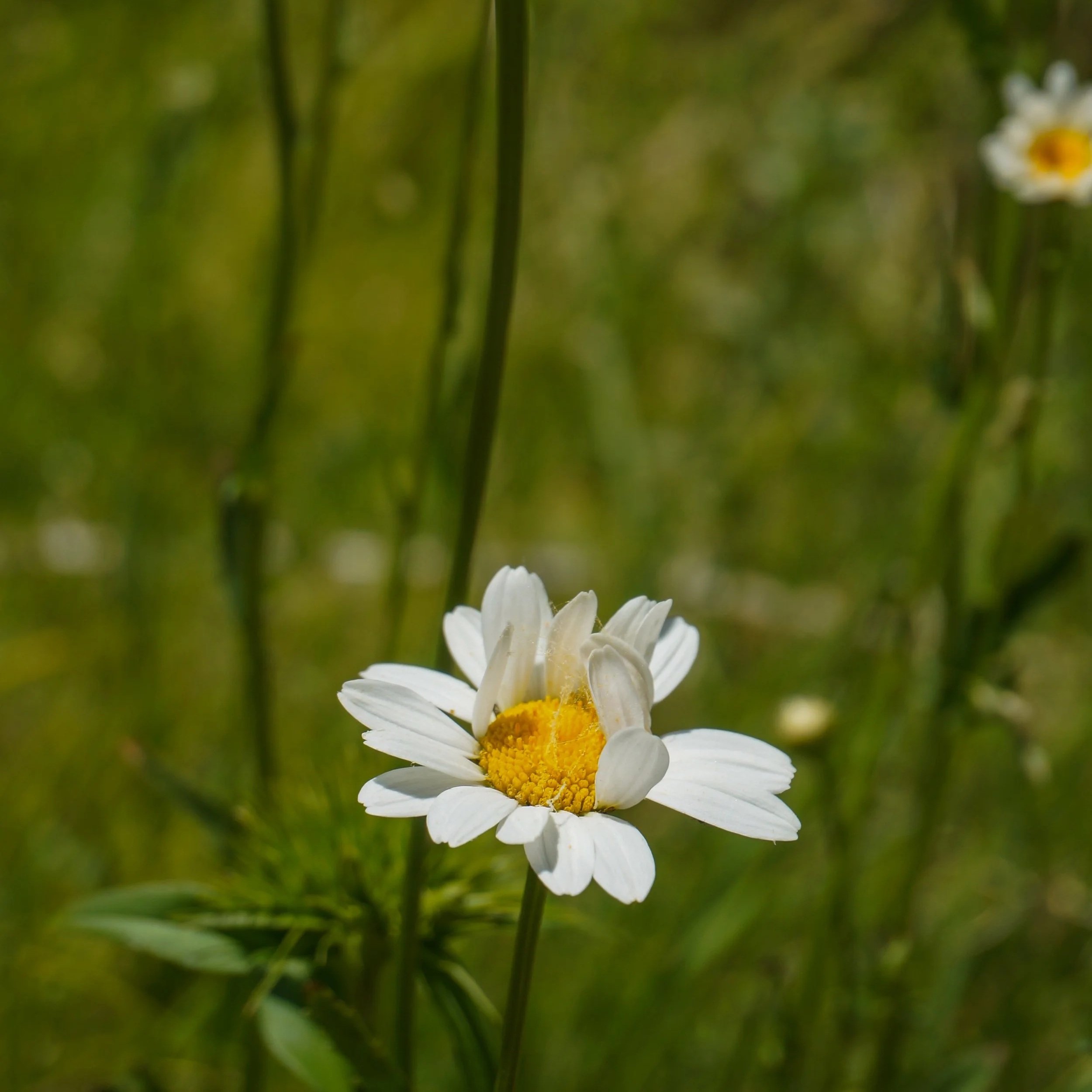 daisy.
