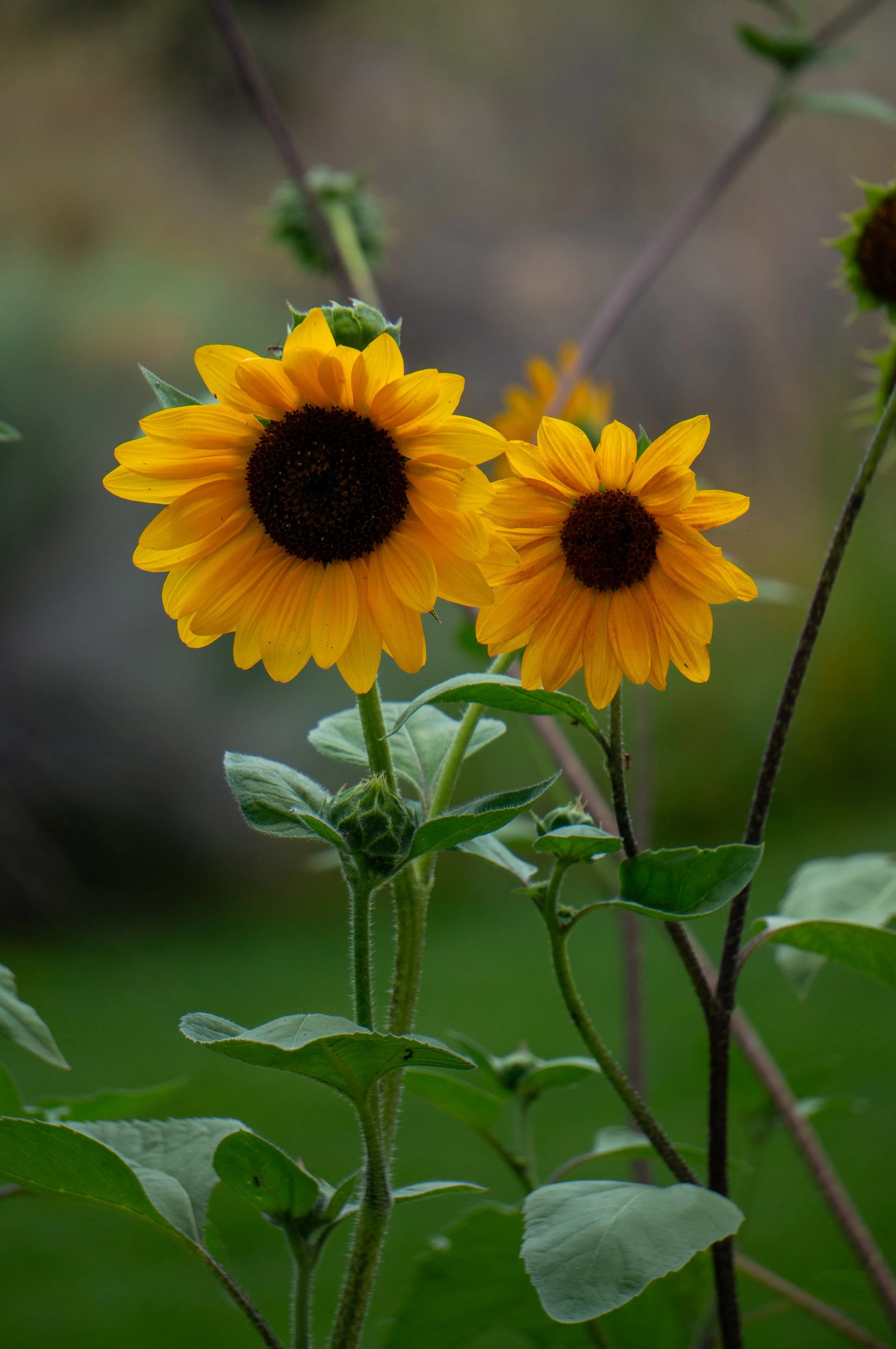Flower.