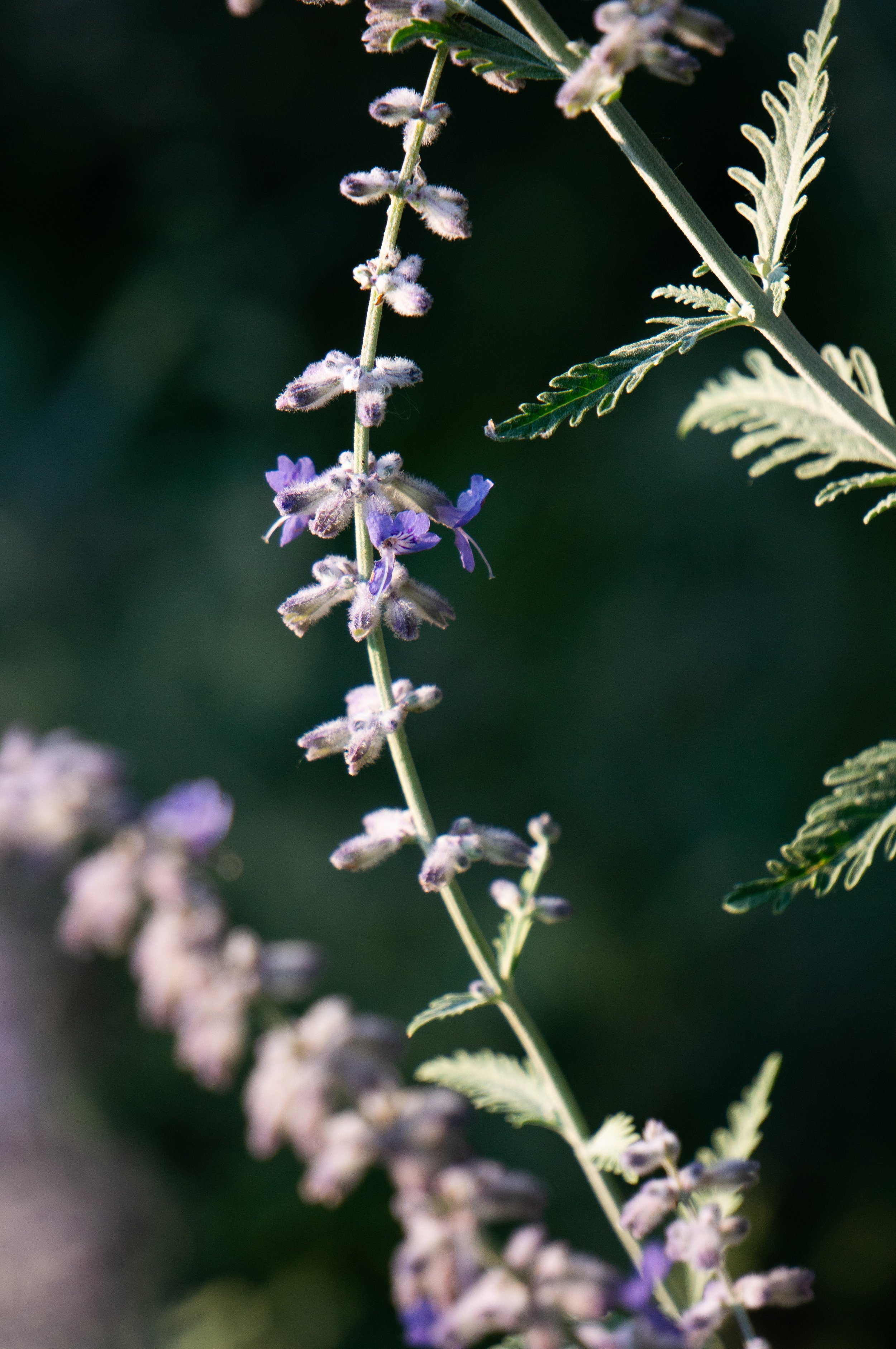 lavender.