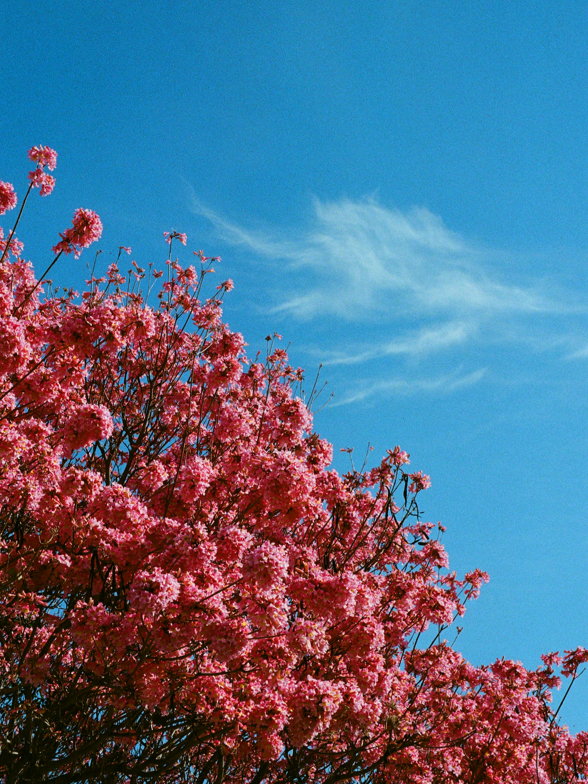 Pink+and+Sky_HR.png