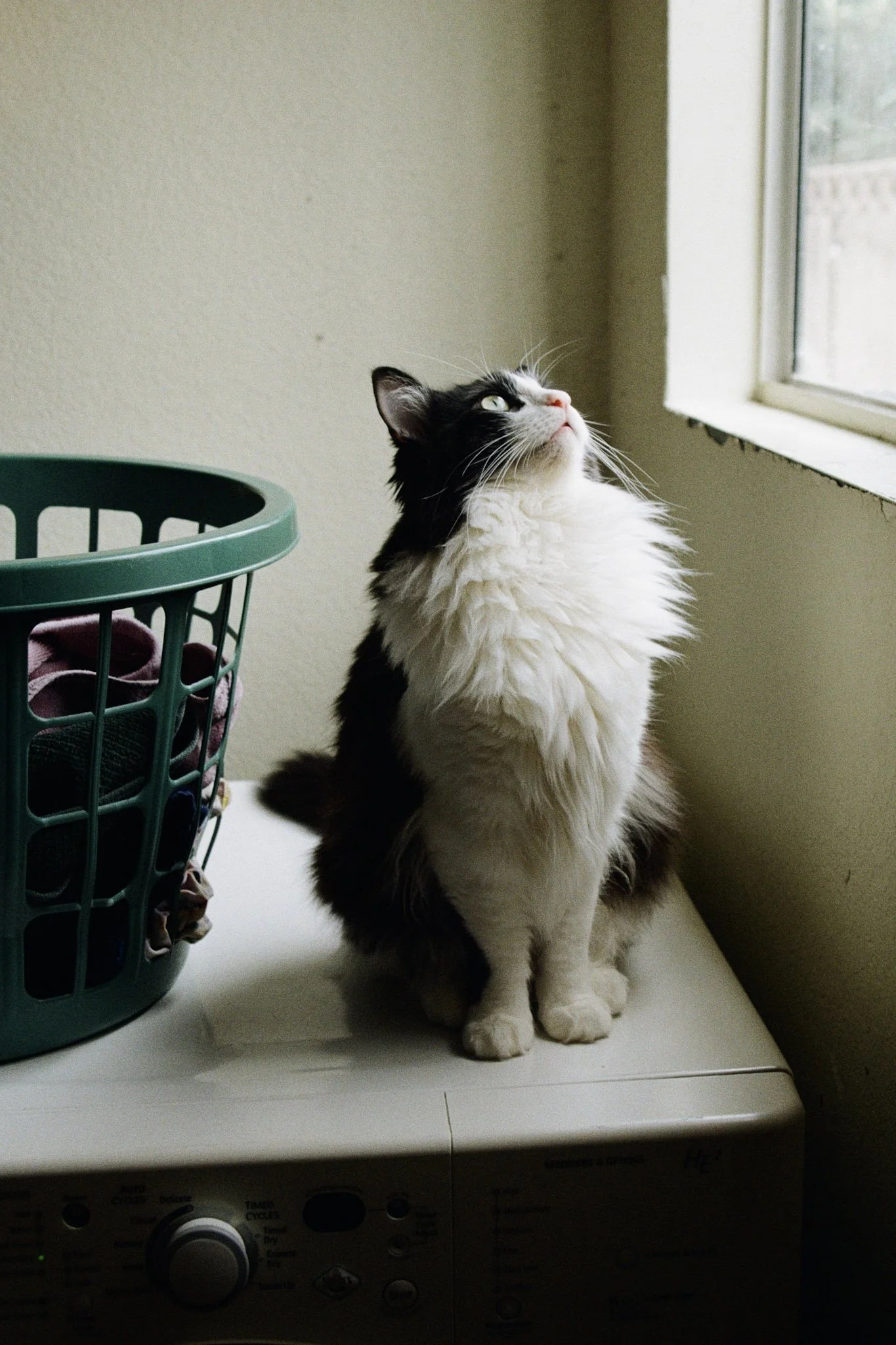 hailey_ruffner_film_puzzle_laundry.jpg
