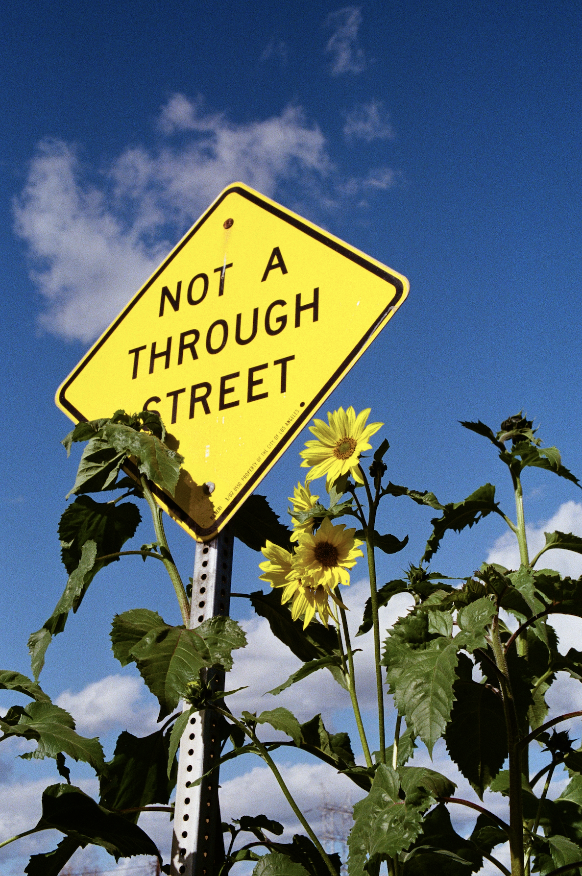 Flower Sign_HR.png