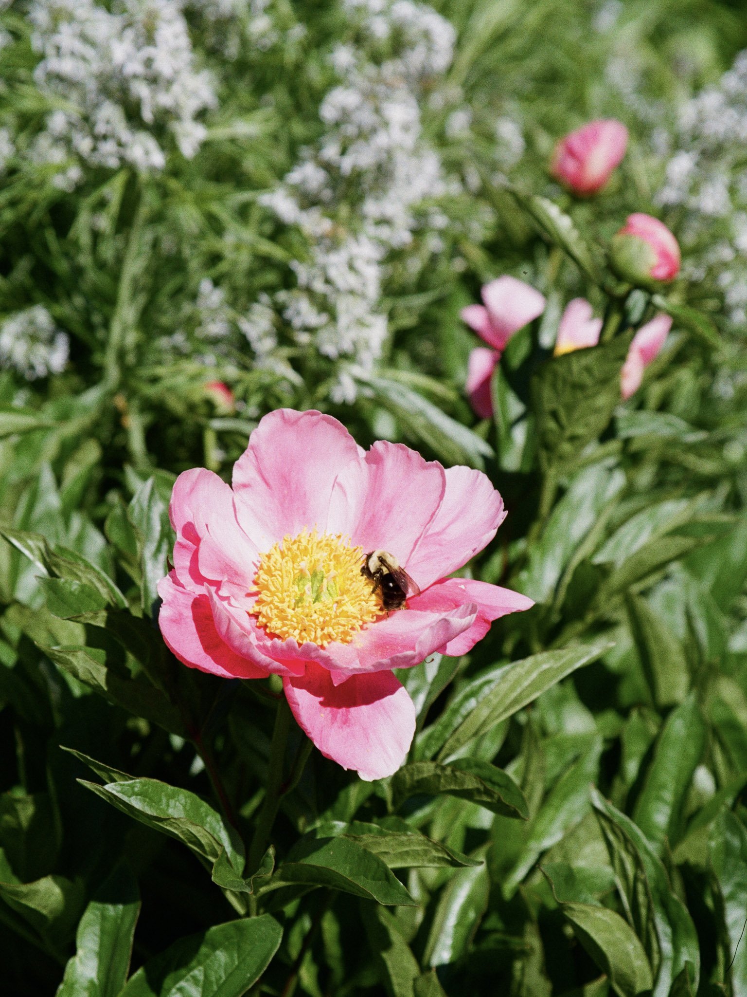 hailey_ruffner_film_north carolina_flower.jpg