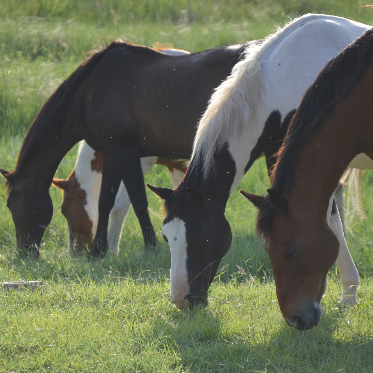 Fire Needs Regulation, Not Suppression: Why Strong Women Burn Out Quietly in Midlife