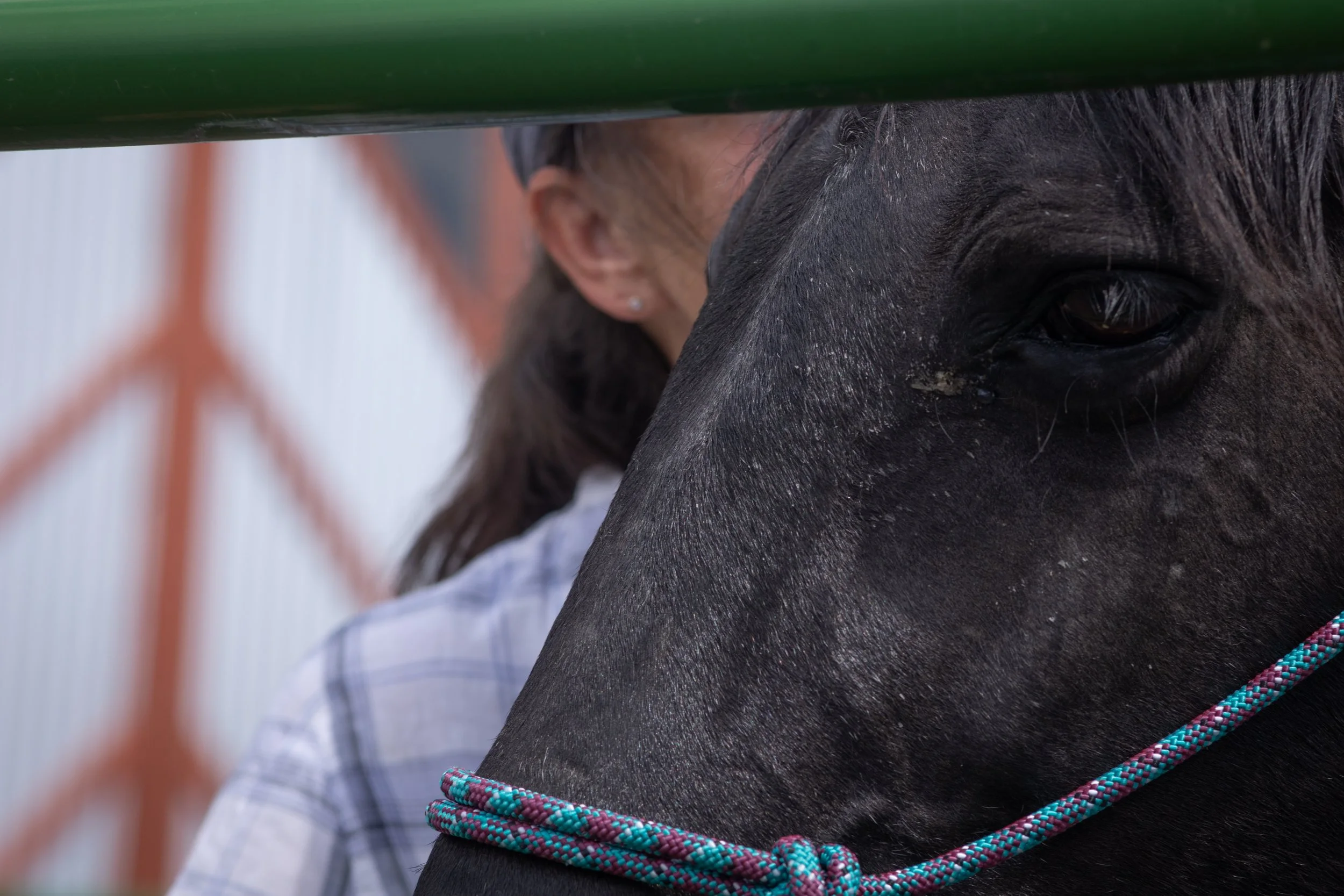 Close up of dark brown horse profile with blue and purple halter. Woman standing behind