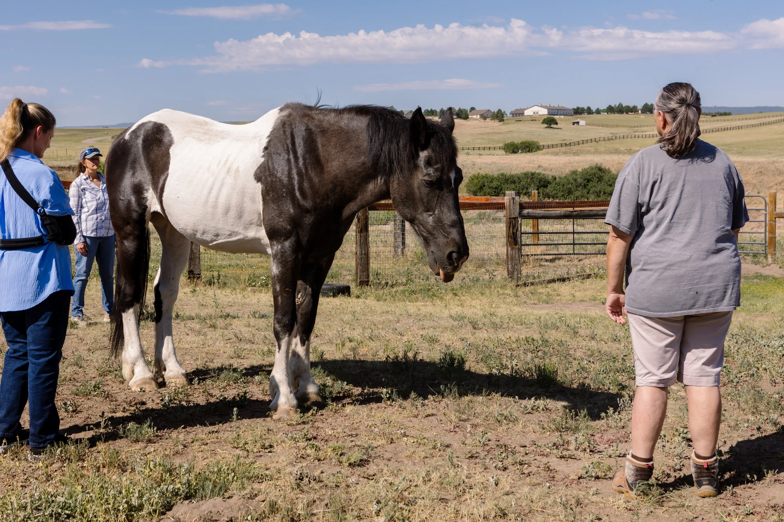 women in meditation with large horse