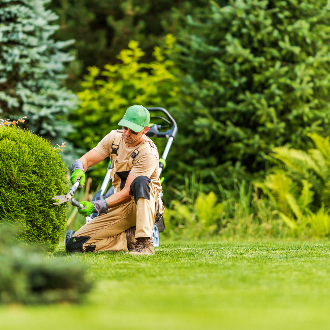 Gardener trimming a bush with clippers in a well-maintained garden