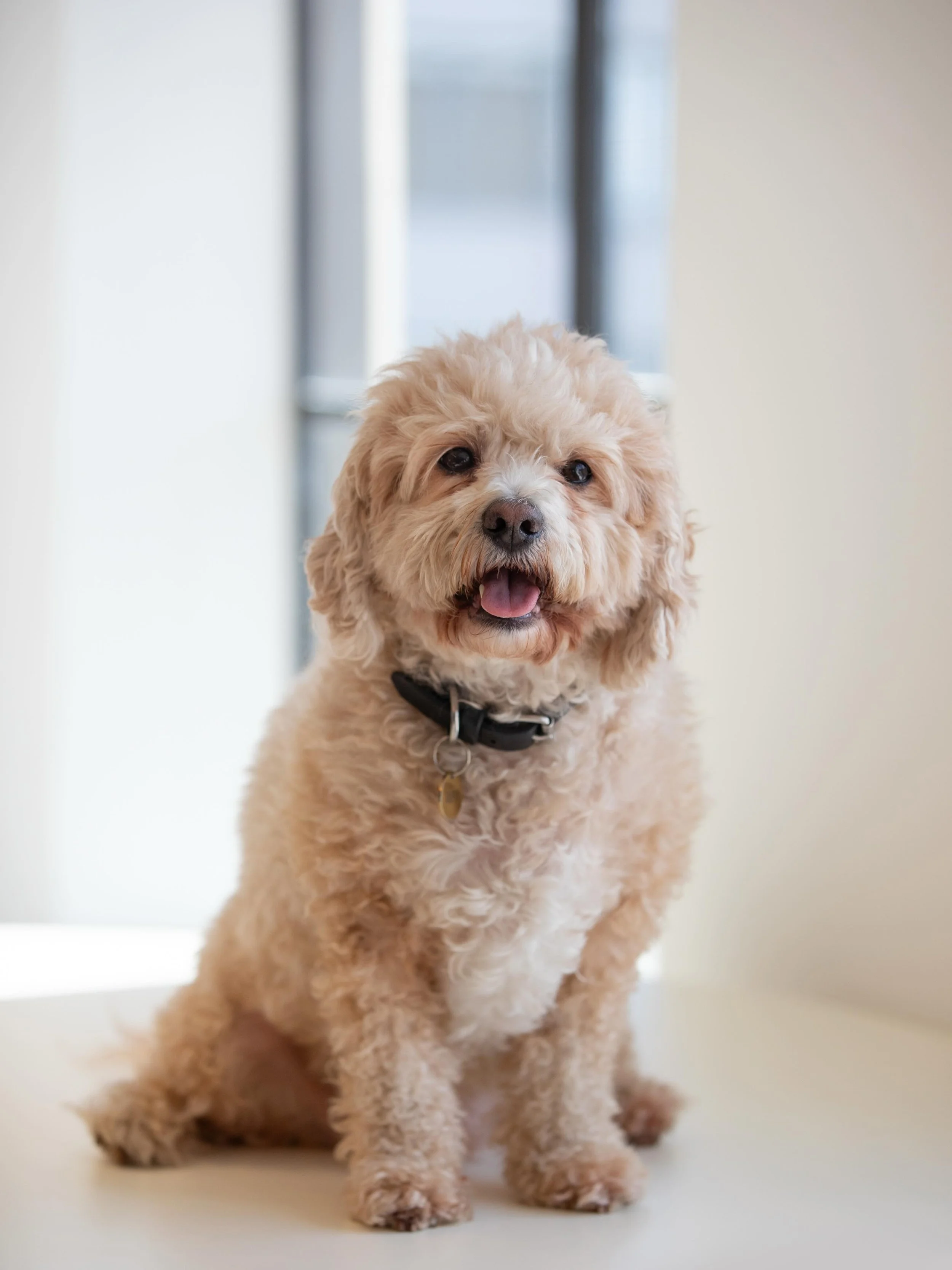 Wishing a Happy Birthday to our Senior Barkitect, Ralphy! 

Leading studio wellbeing through daily walk breaks, calm energy, and perfectly times check-ins at everyone&rsquo;s desk. 🐾