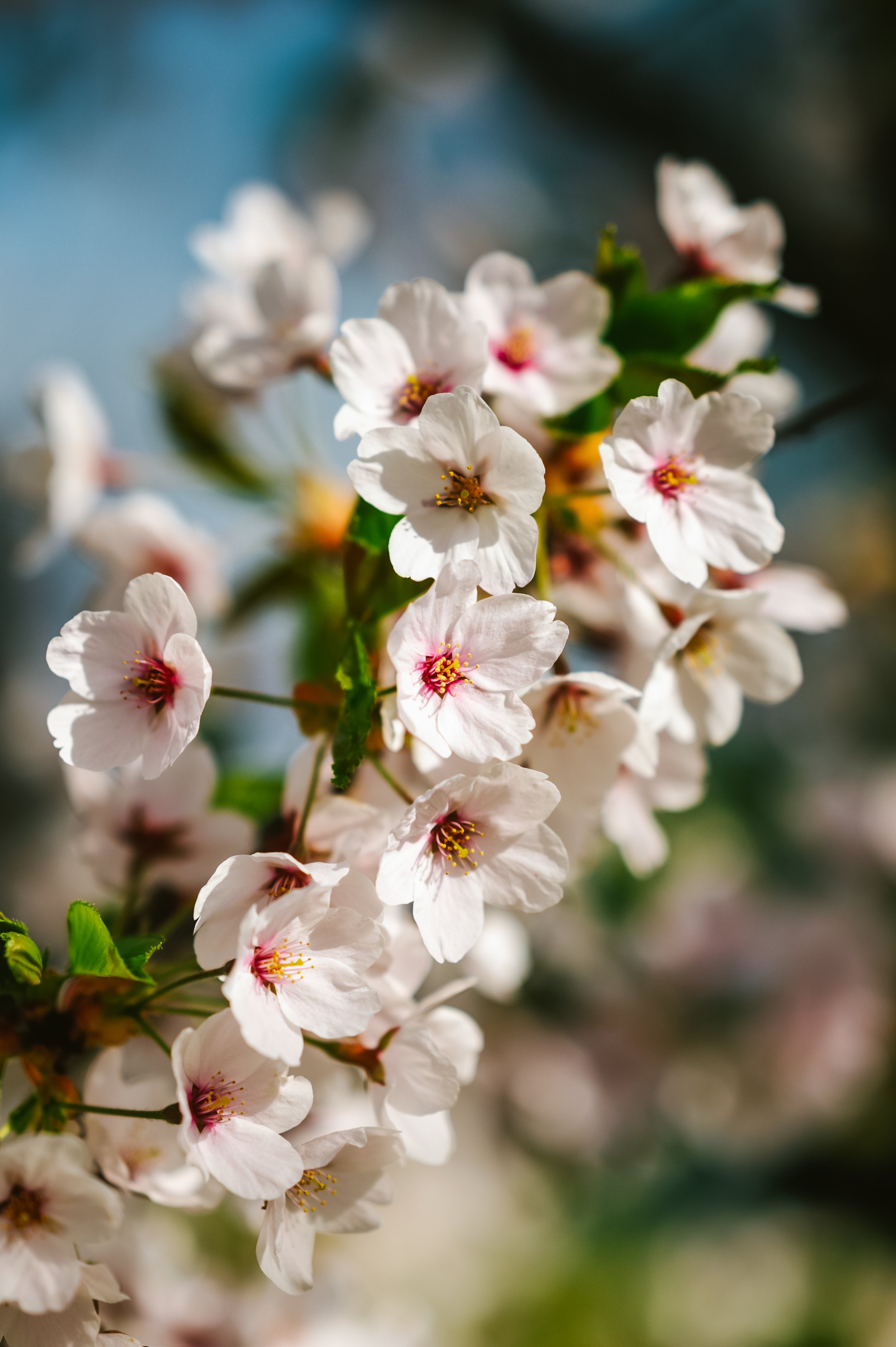 Cherry Blossom (#N-04-FP)