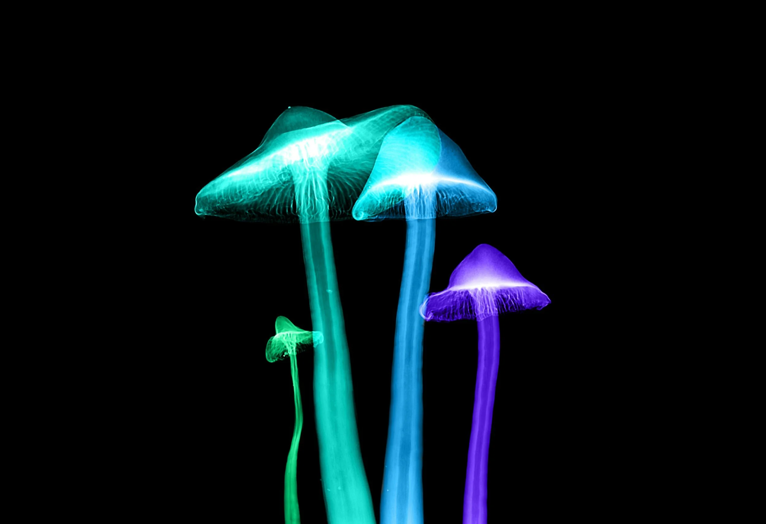 Colorful glowing mushrooms in blue, purple, and green against a black background.