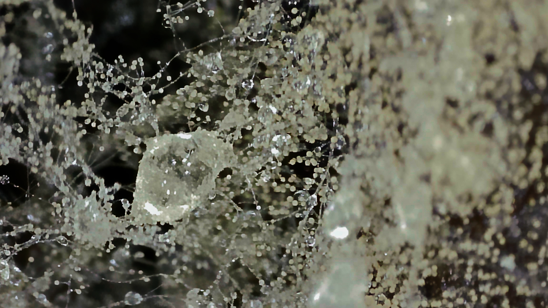 Decaying Ecologies of biomaterials