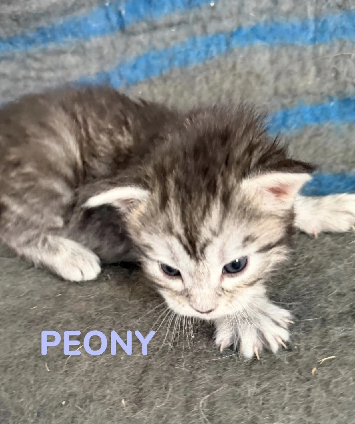 kitten, maine coon, maine coon kittens, maine coons