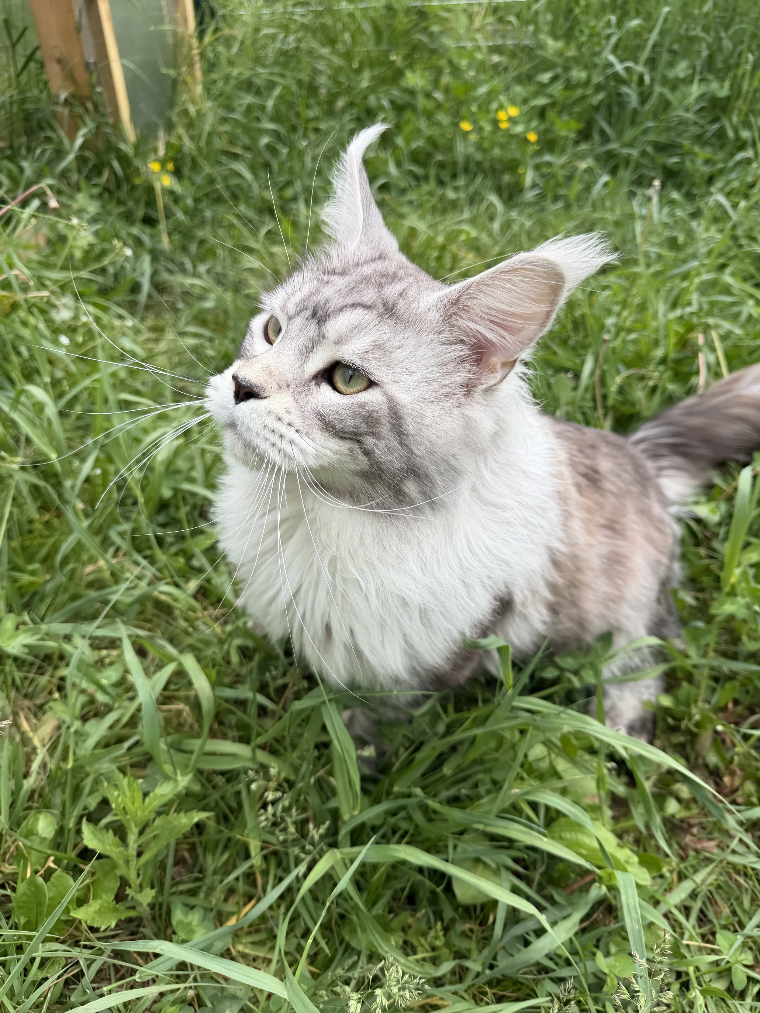 maine coon kittens in Maine