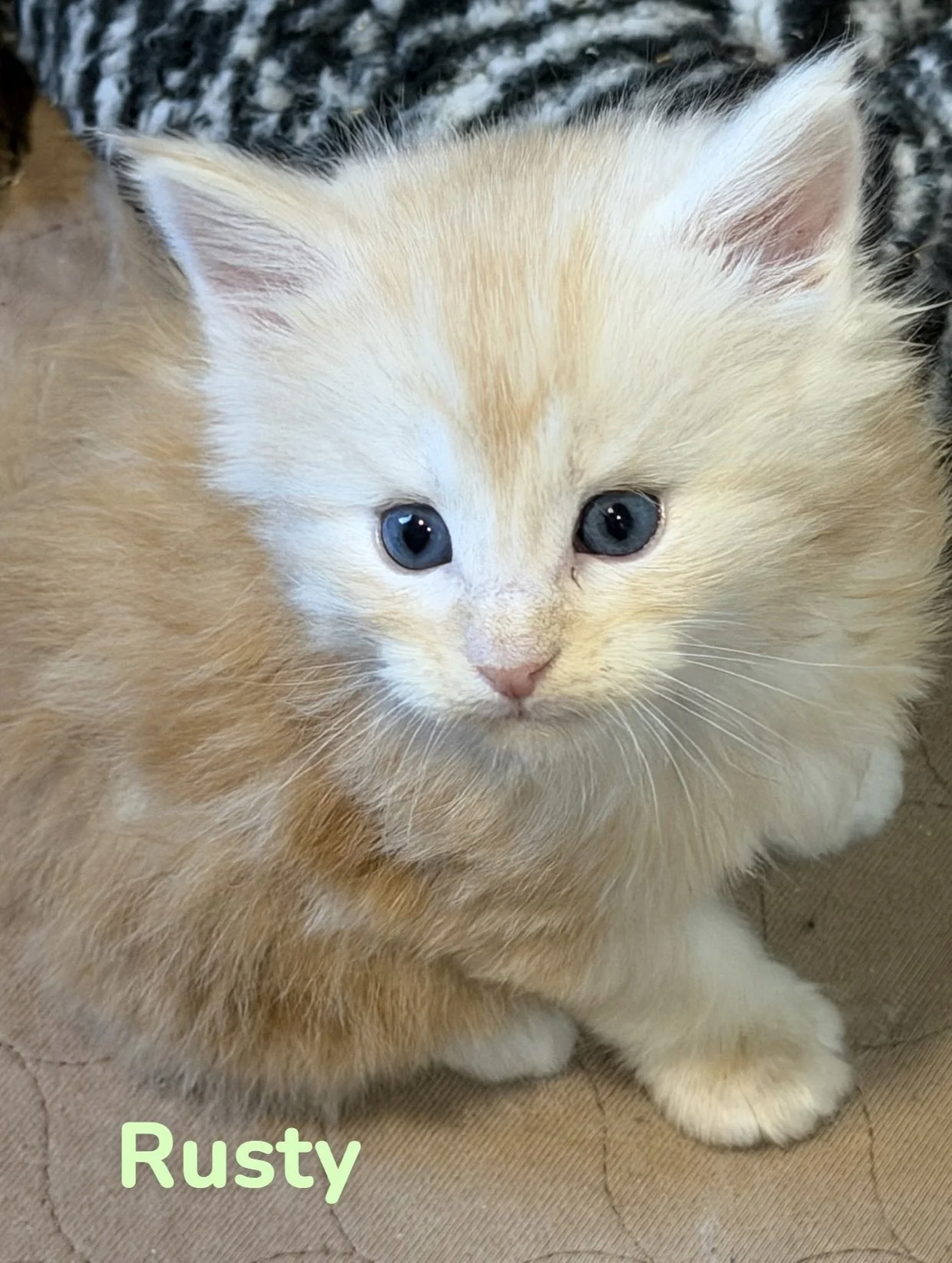 Friendly Maine Coon Kitten