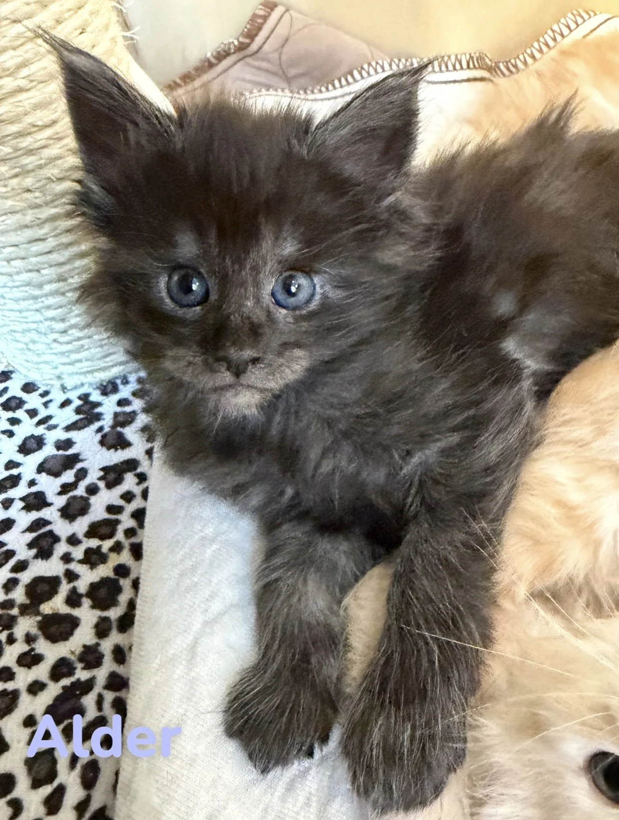female black smoke Maine Coon Kitten available