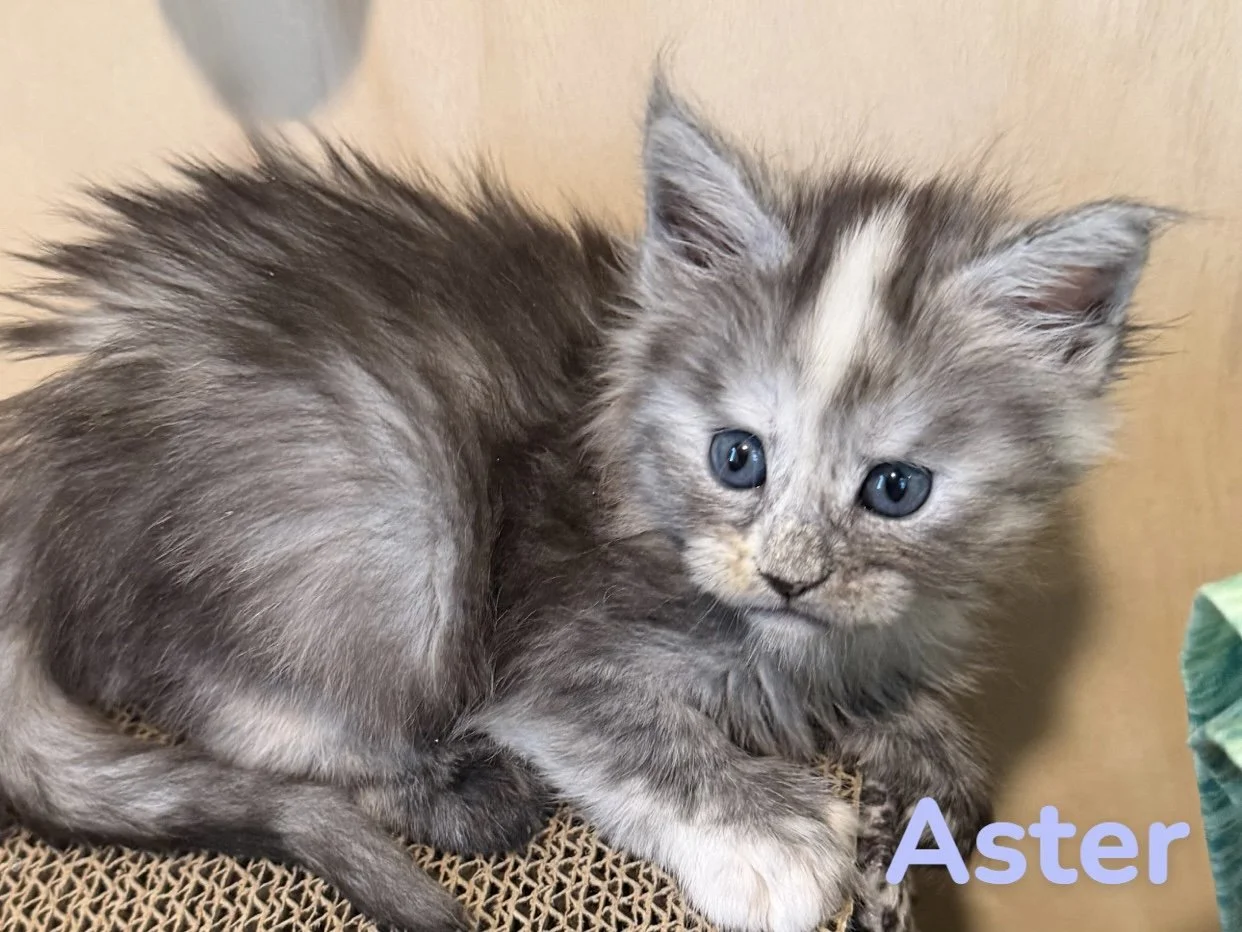 Maine Coon female for sale