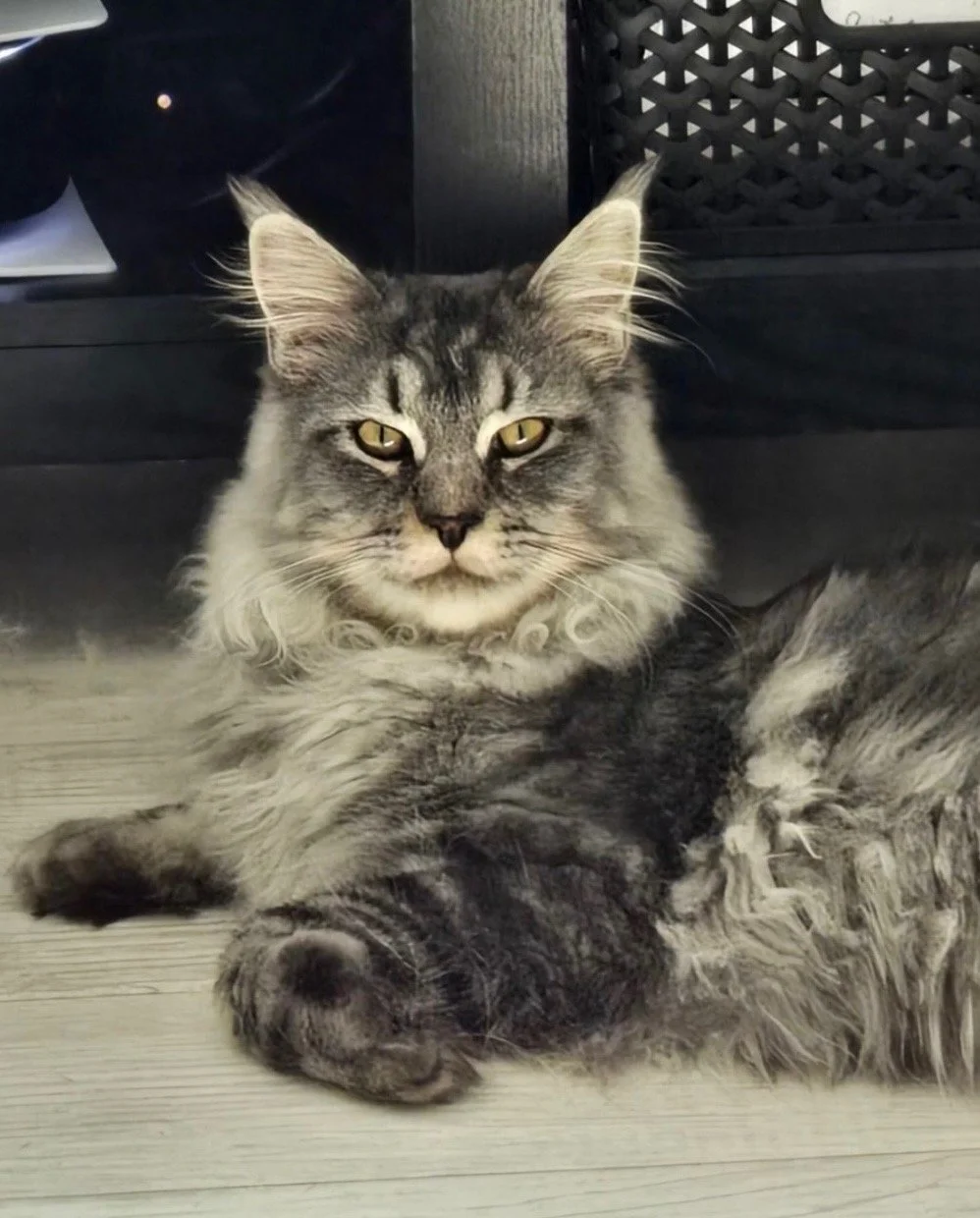 Polydactyl Maine Coon Cat for sale