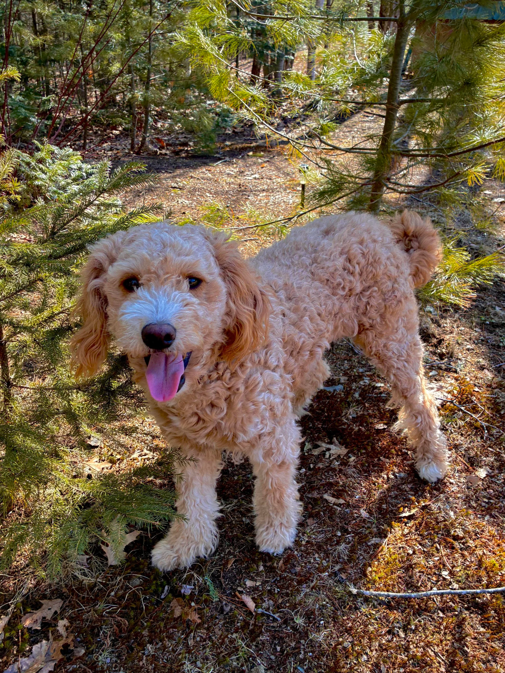doodle, golden mountain doodle, golden doodle, dog