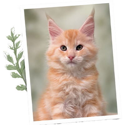 Maine Coon