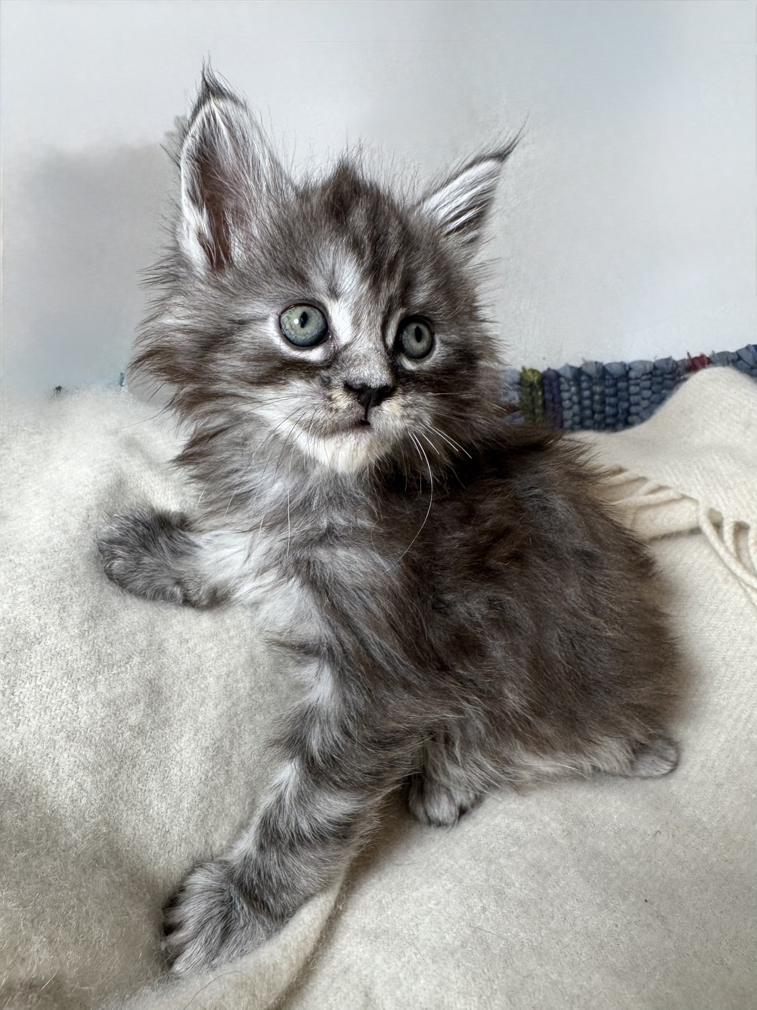 Maine Coon Kittens in Maine