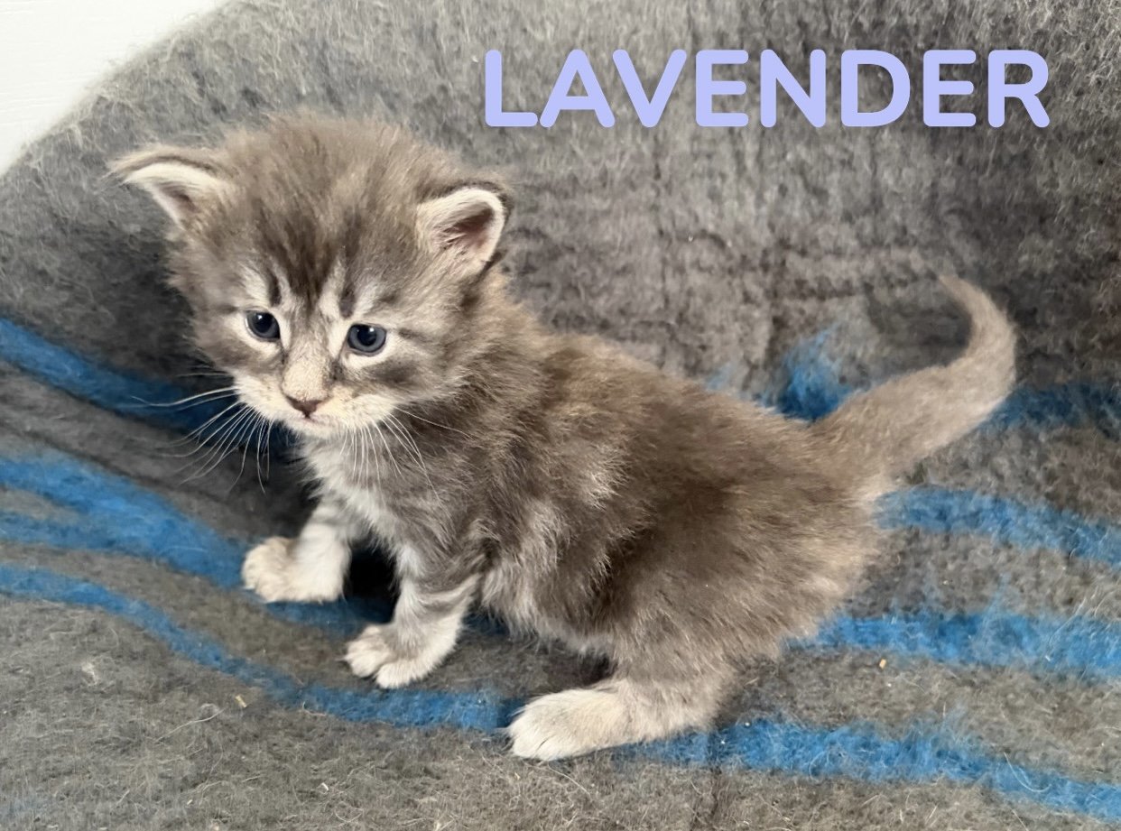 kitten, maine coon, maine coon kittens, maine coons