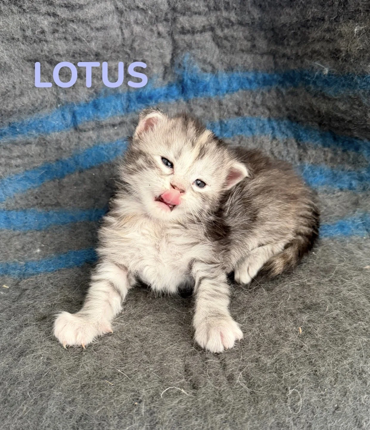 kitten, maine coon, maine coon kittens, maine coons