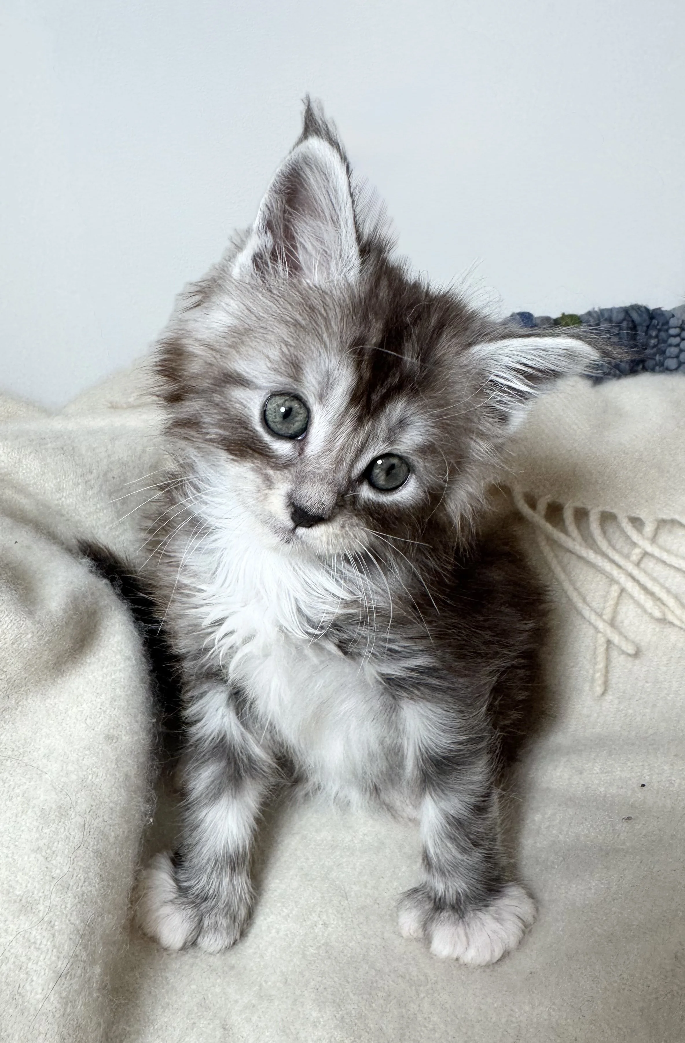 Polydactyl Maine Coon in New England
