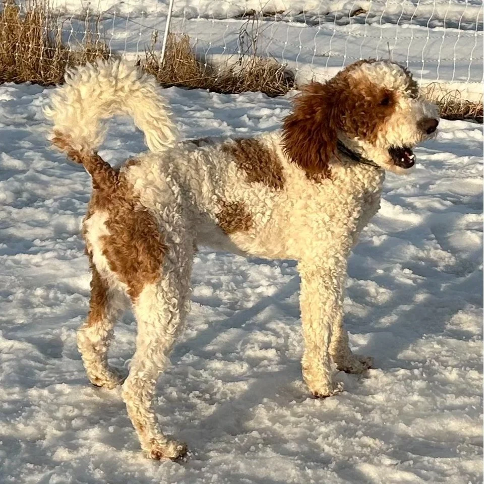 doodle, dog, golden mountain doodle, golden doodle