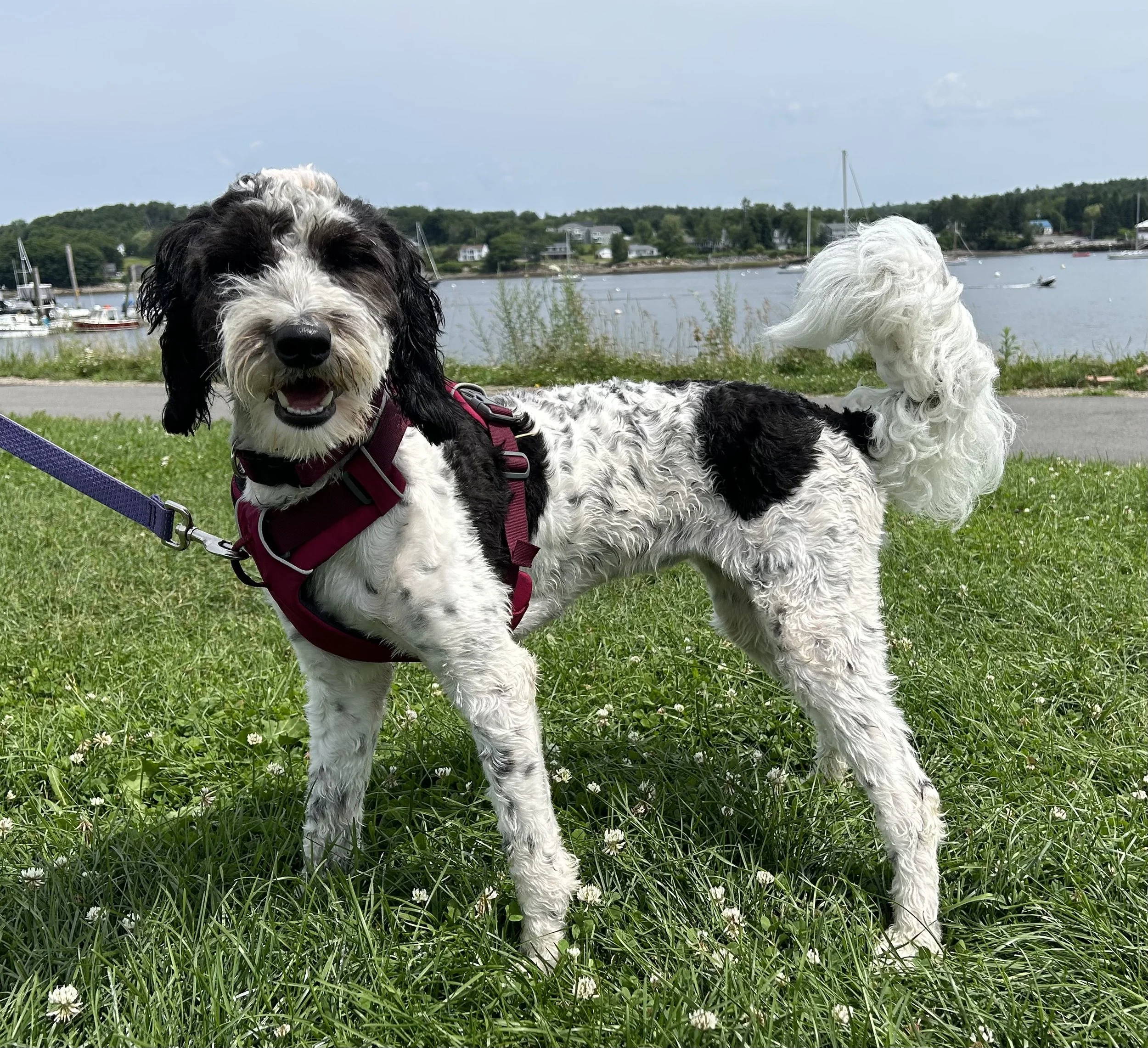 doodle, golden mountain doodle, dog, golden doodle