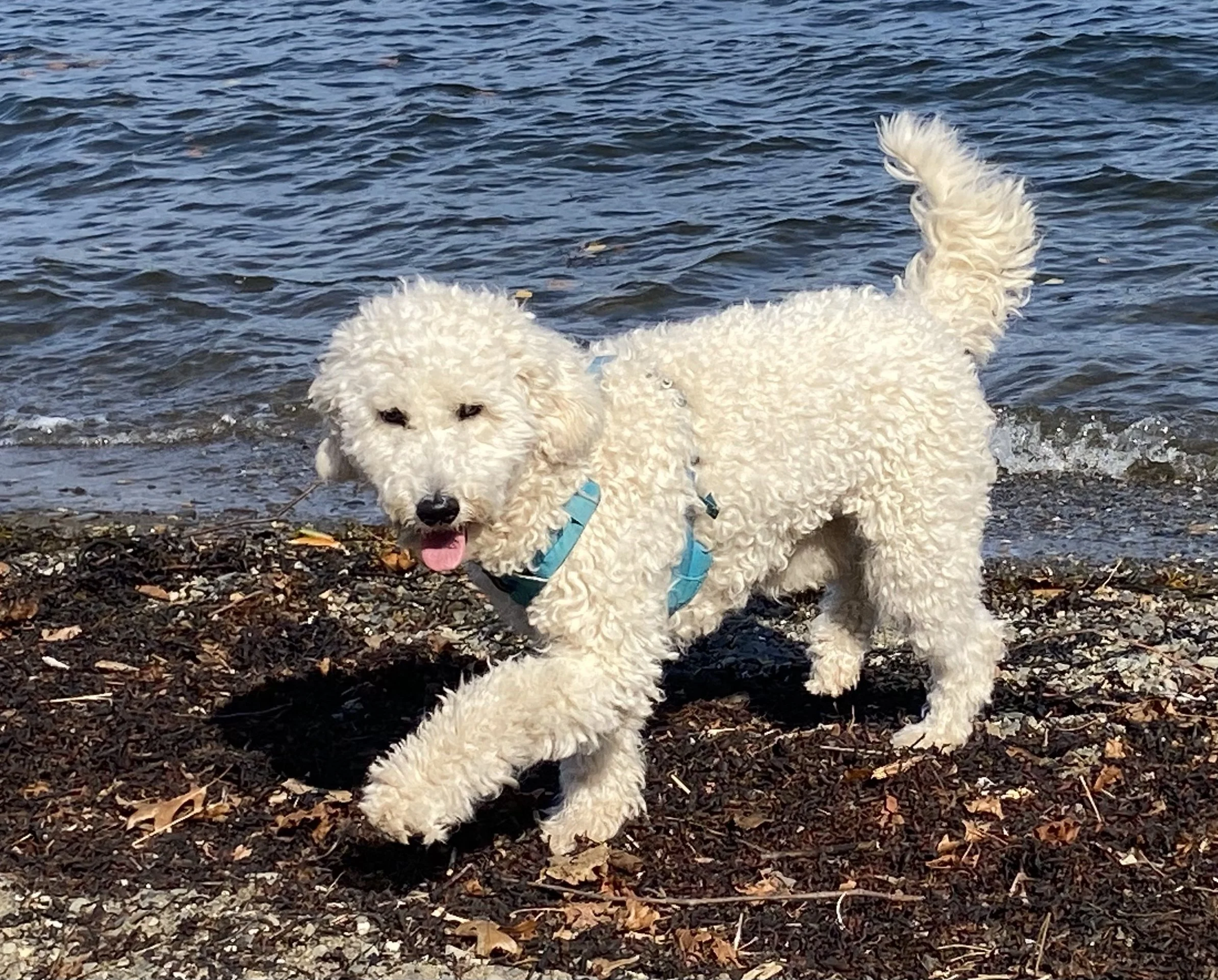 doodle, golden doodle, dog, golden mountain doodle