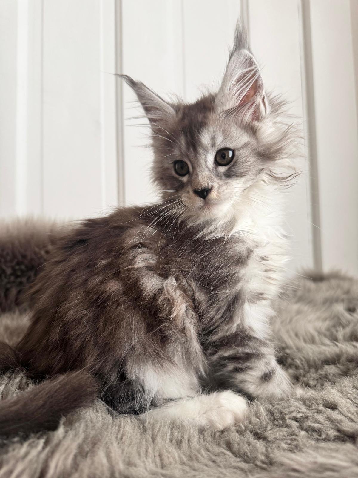 Zizi