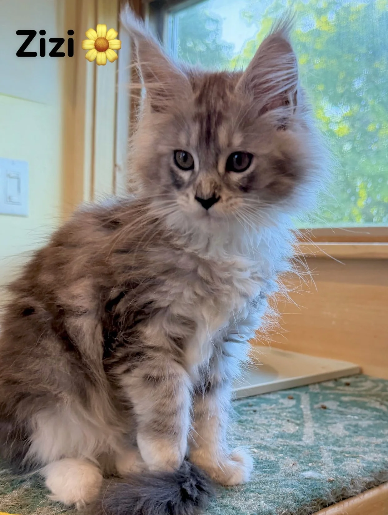 maine coon kittens for sale