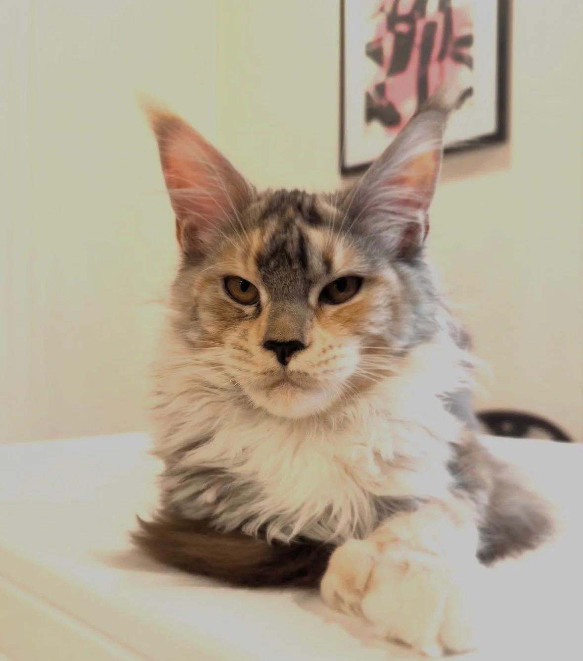 Maine Coons for sale