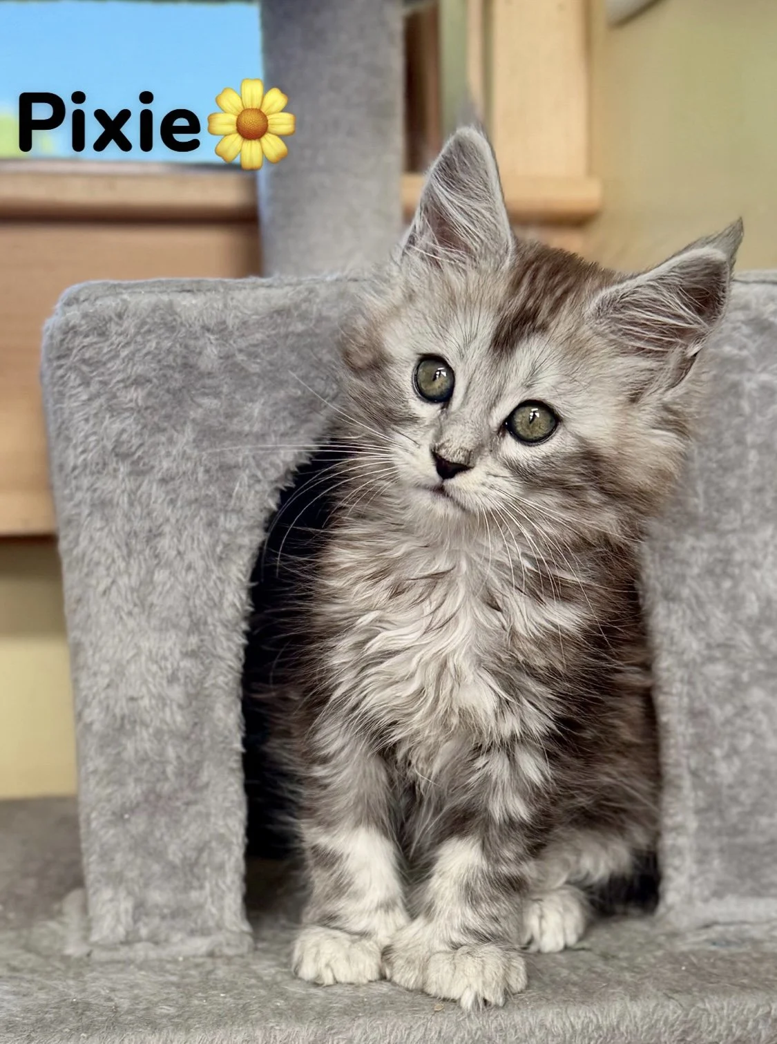 Maine Coon kittens for sale in New England