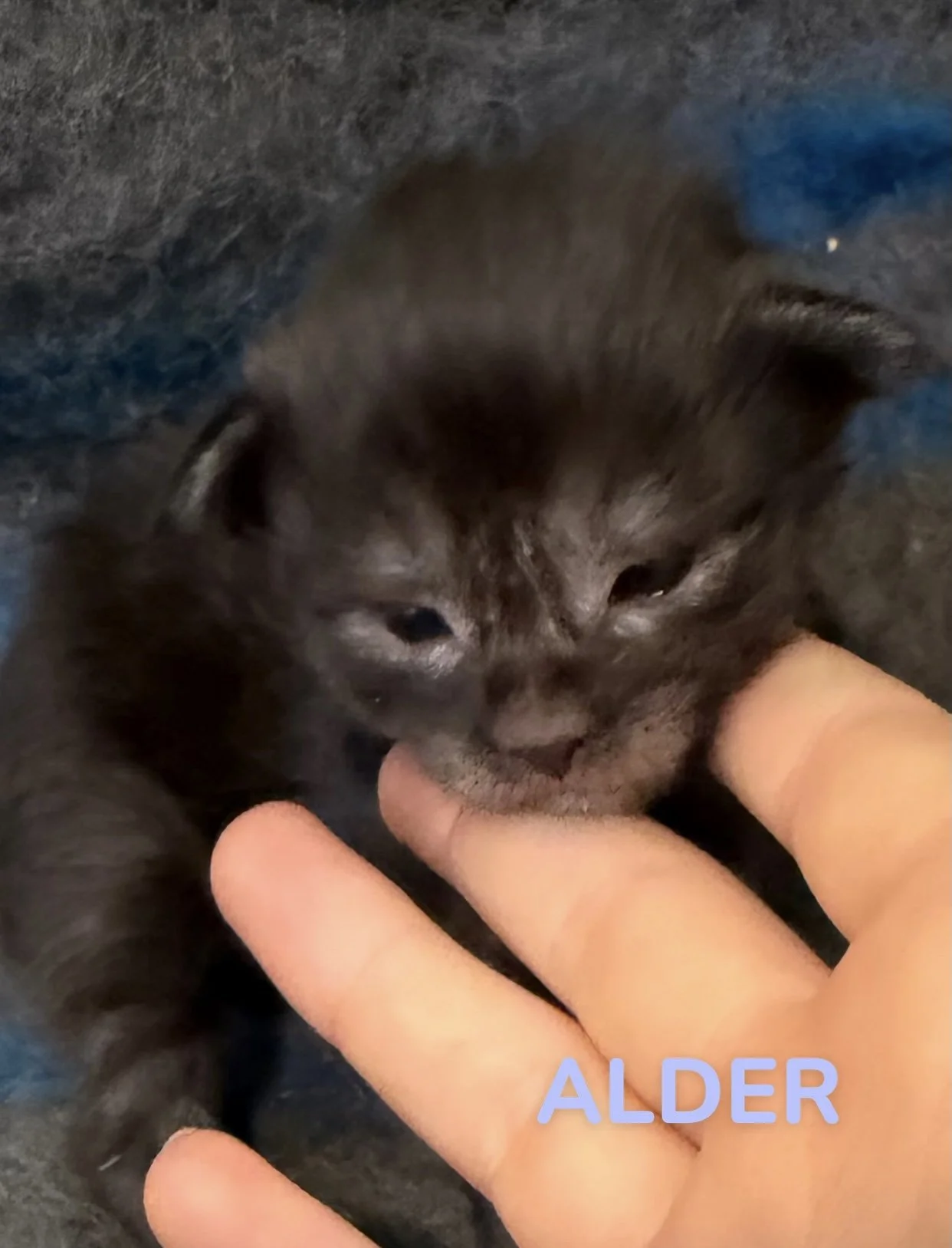 kitten, maine coon, maine coon kittens, maine coons