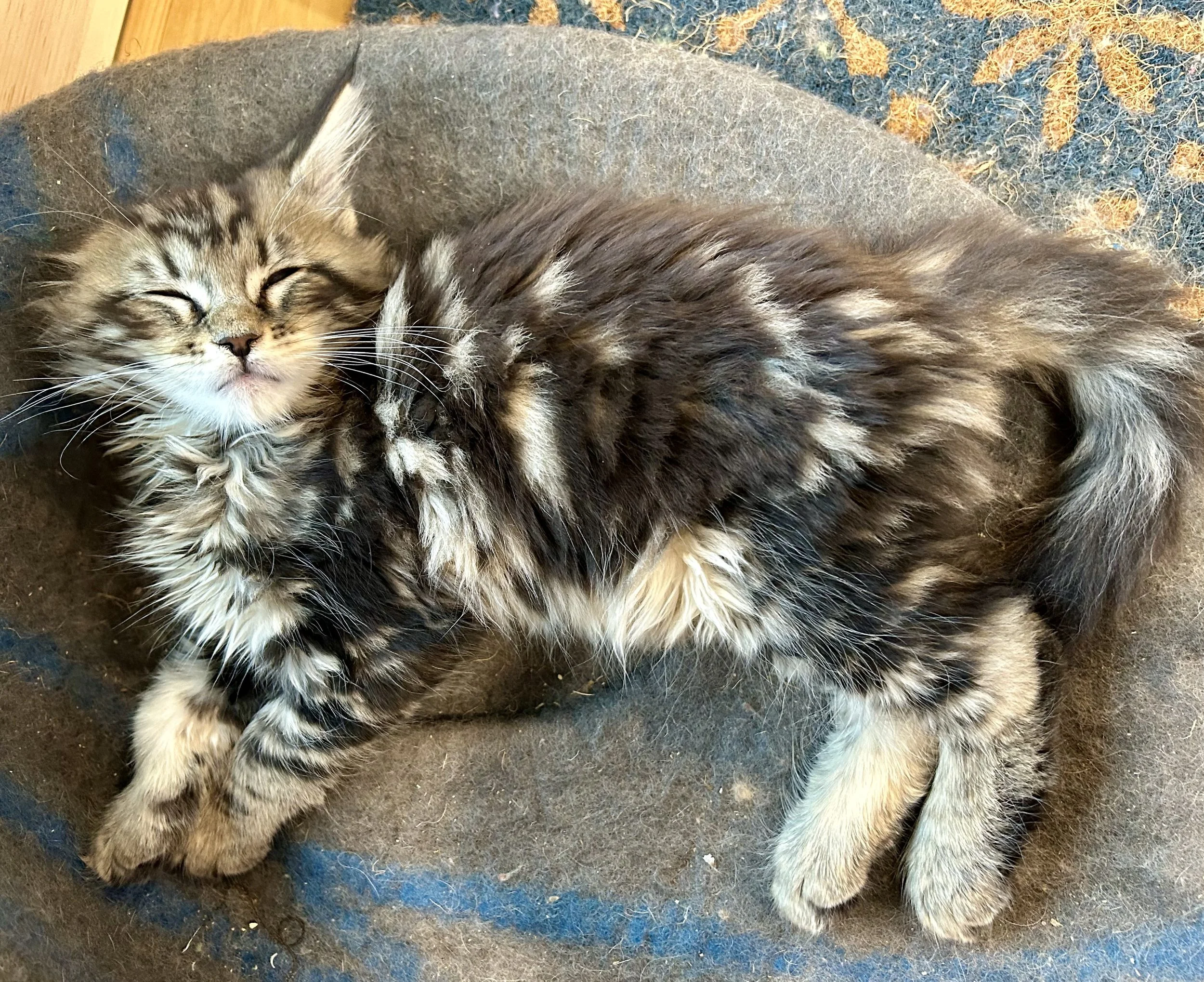 Maine Coon kitten in Maine for sale