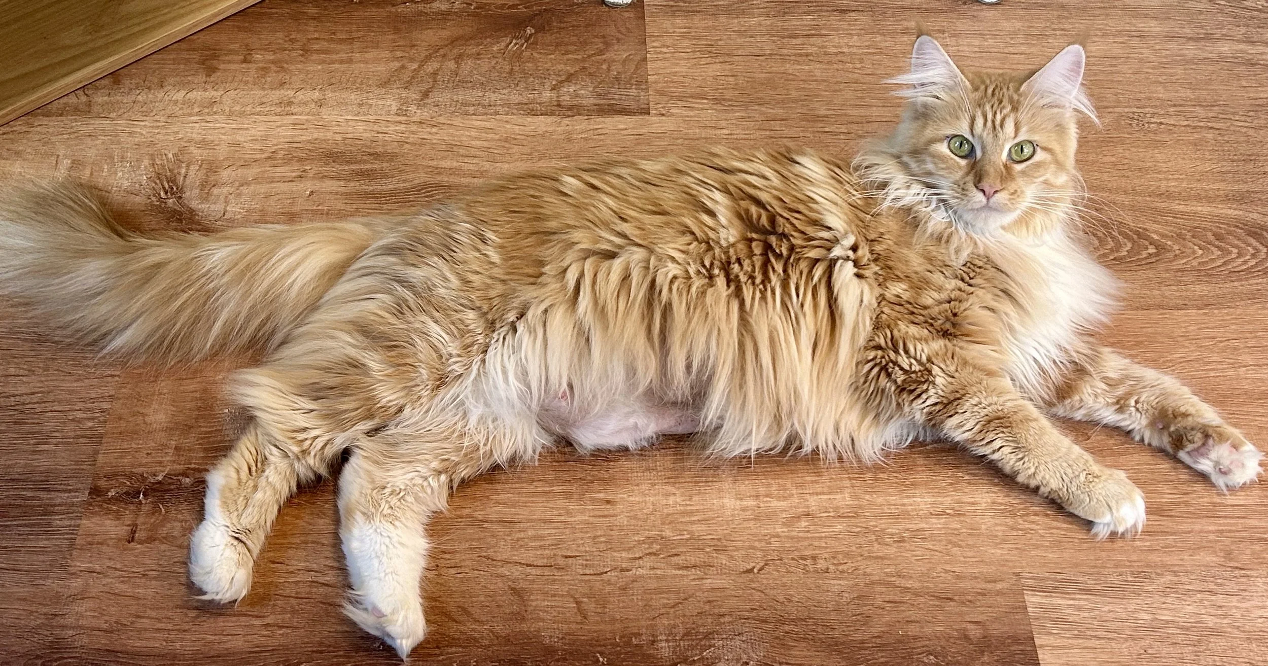 maine coon