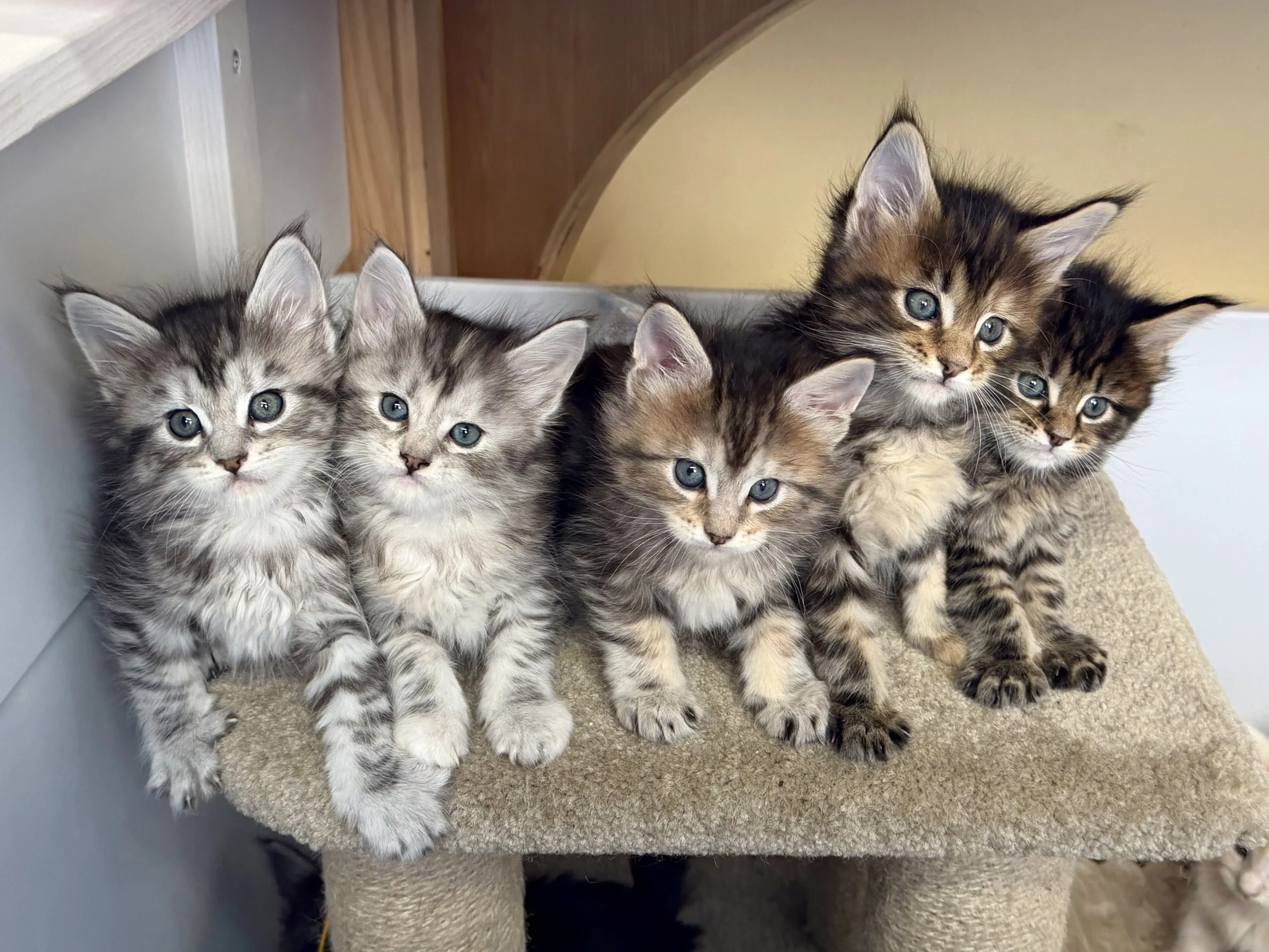 Maine Coon kitten tabby sisters