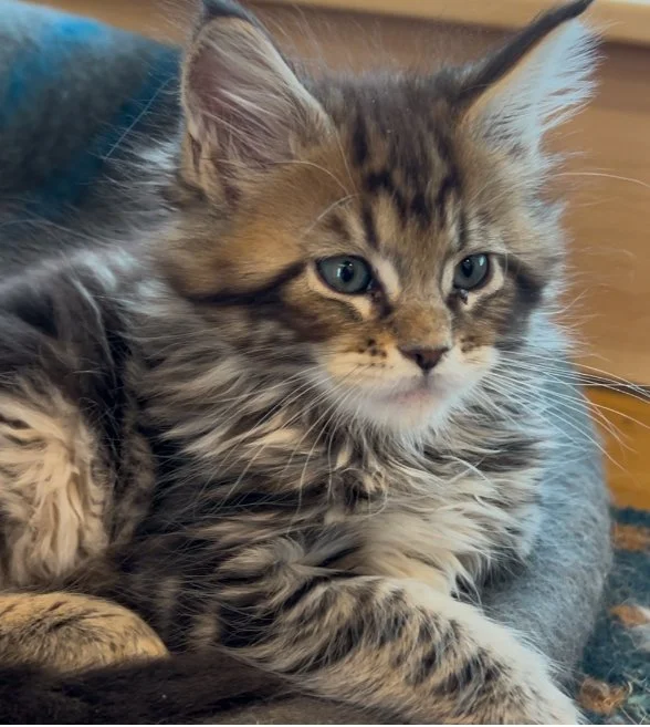 Maine Coon Kitten in Maine