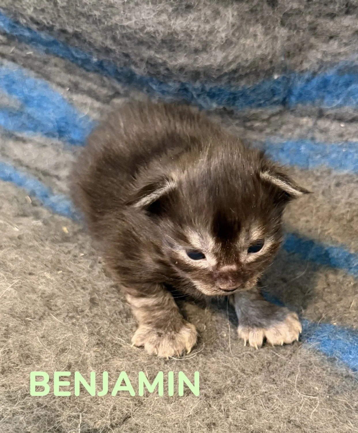 kitten, maine coon, maine coon kittens, maine coons