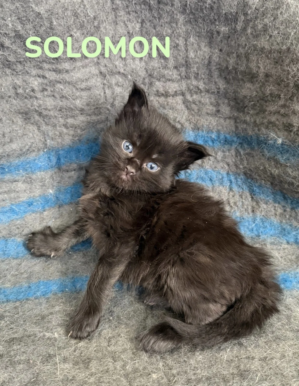 kitten, maine coon, maine coon kittens, maine coons