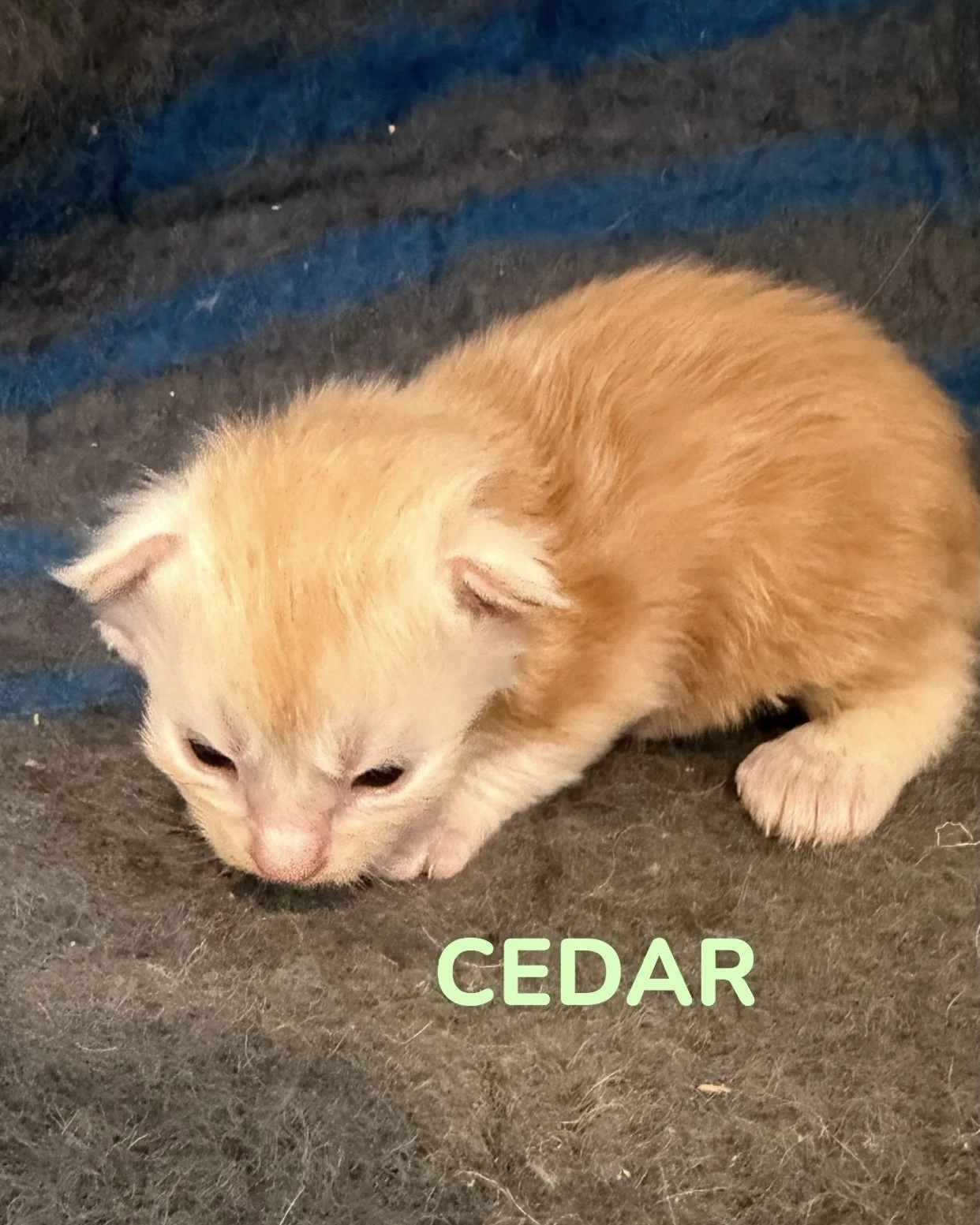 kitten, maine coon, maine coon kittens, maine coons