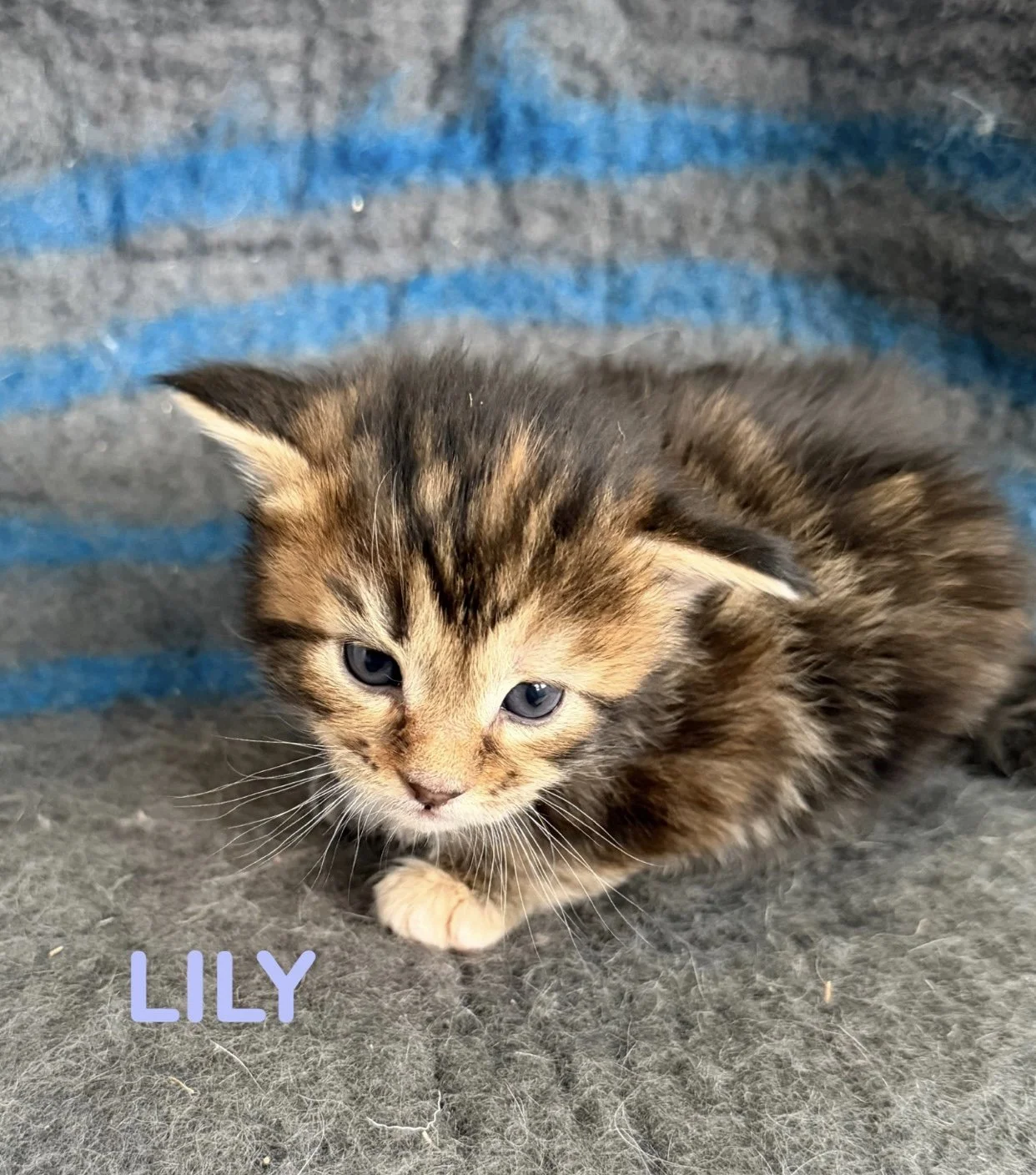 kitten, maine coon, maine coon kittens, maine coons