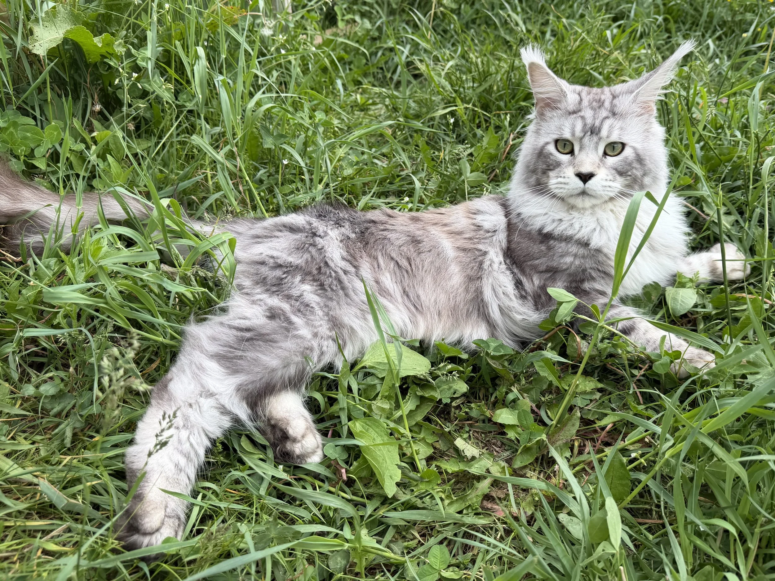 Silver polydactyl Maine Coon