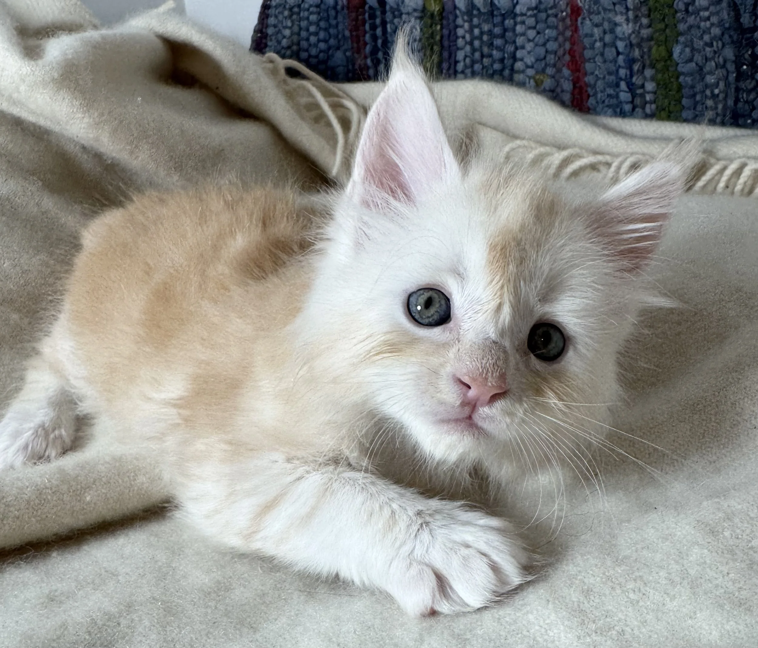 Male Maine Coon Kitten