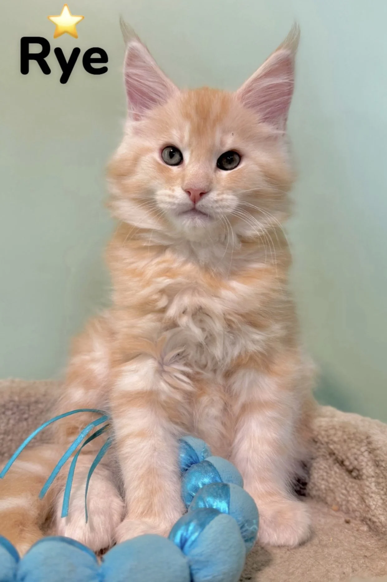 Maine Coon kittens for sale in New England
