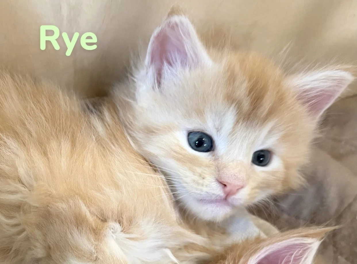 Red Smoke Maine Coon Kitten