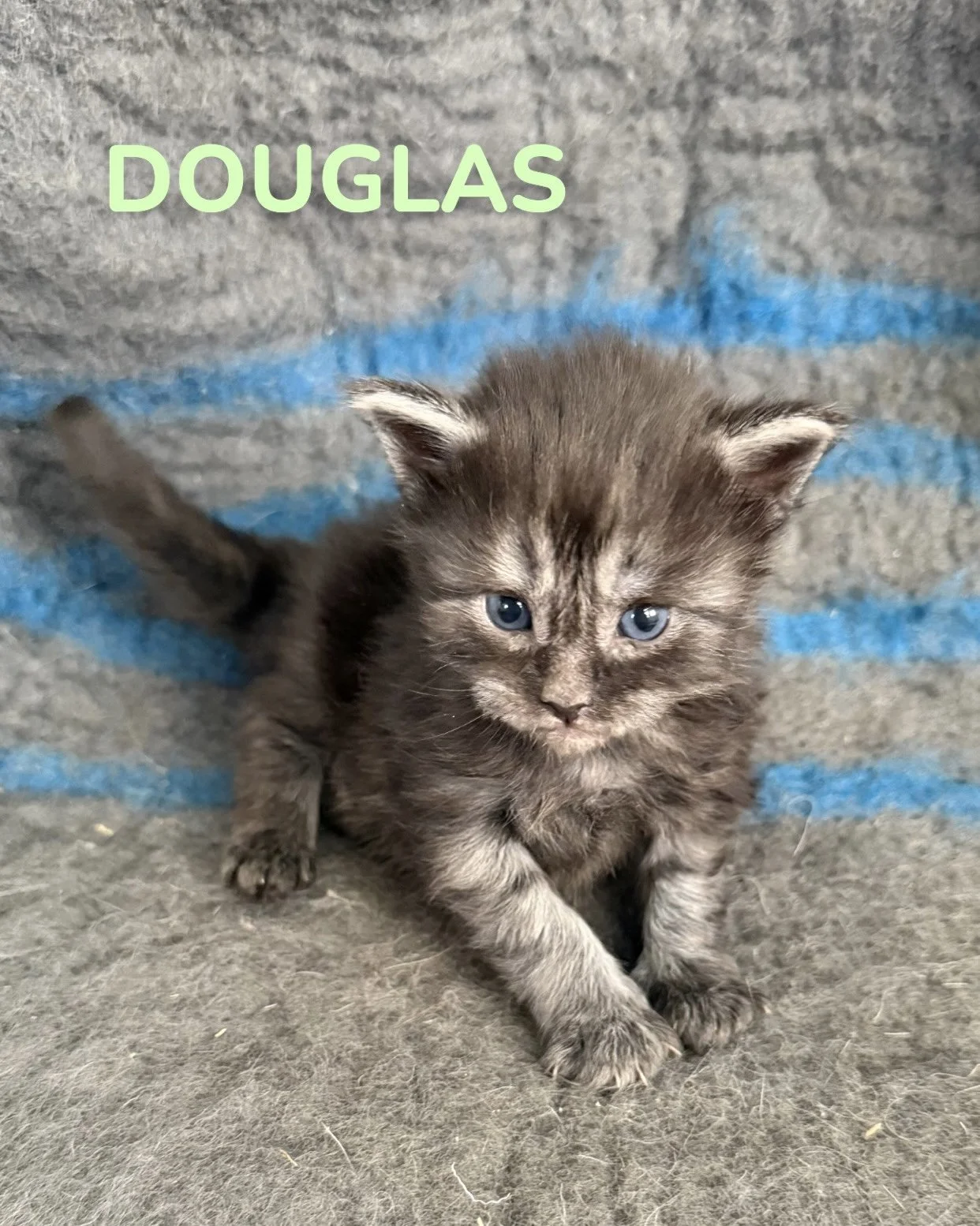 kitten, maine coon, maine coon kittens, maine coons